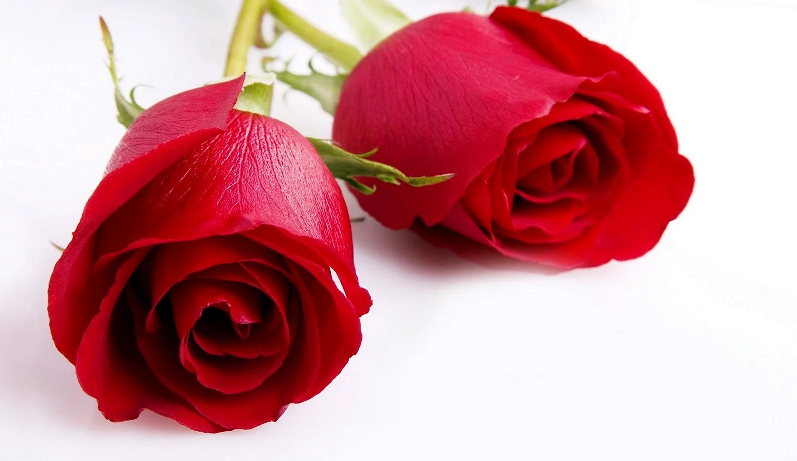 Gulab Ke Phool Ke Wallpapers WallpapersHigh