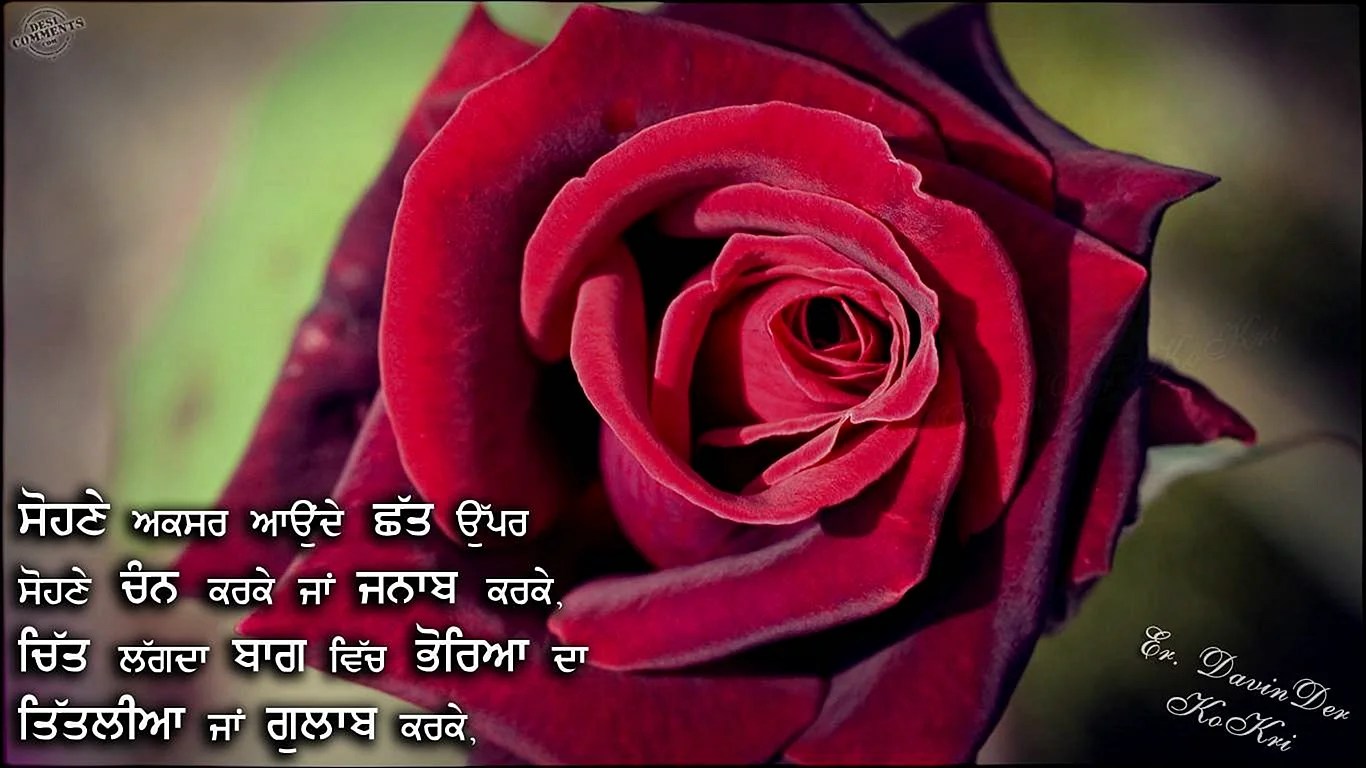 Gulab Ke Phool Wallpapers WallpapersHigh