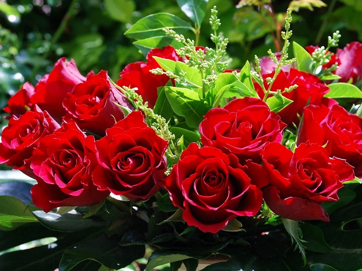 Gulab Ke Phool Wallpapers WallpapersHigh