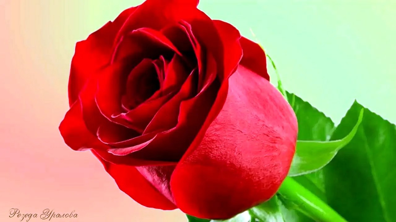 Gulab Ke Phool Ke Wallpapers WallpapersHigh