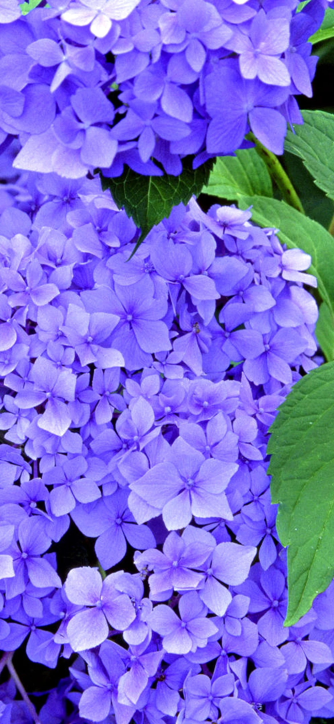 Download Hydrangea Wallpaper for iPhone 13 Pro WallpapersHigh