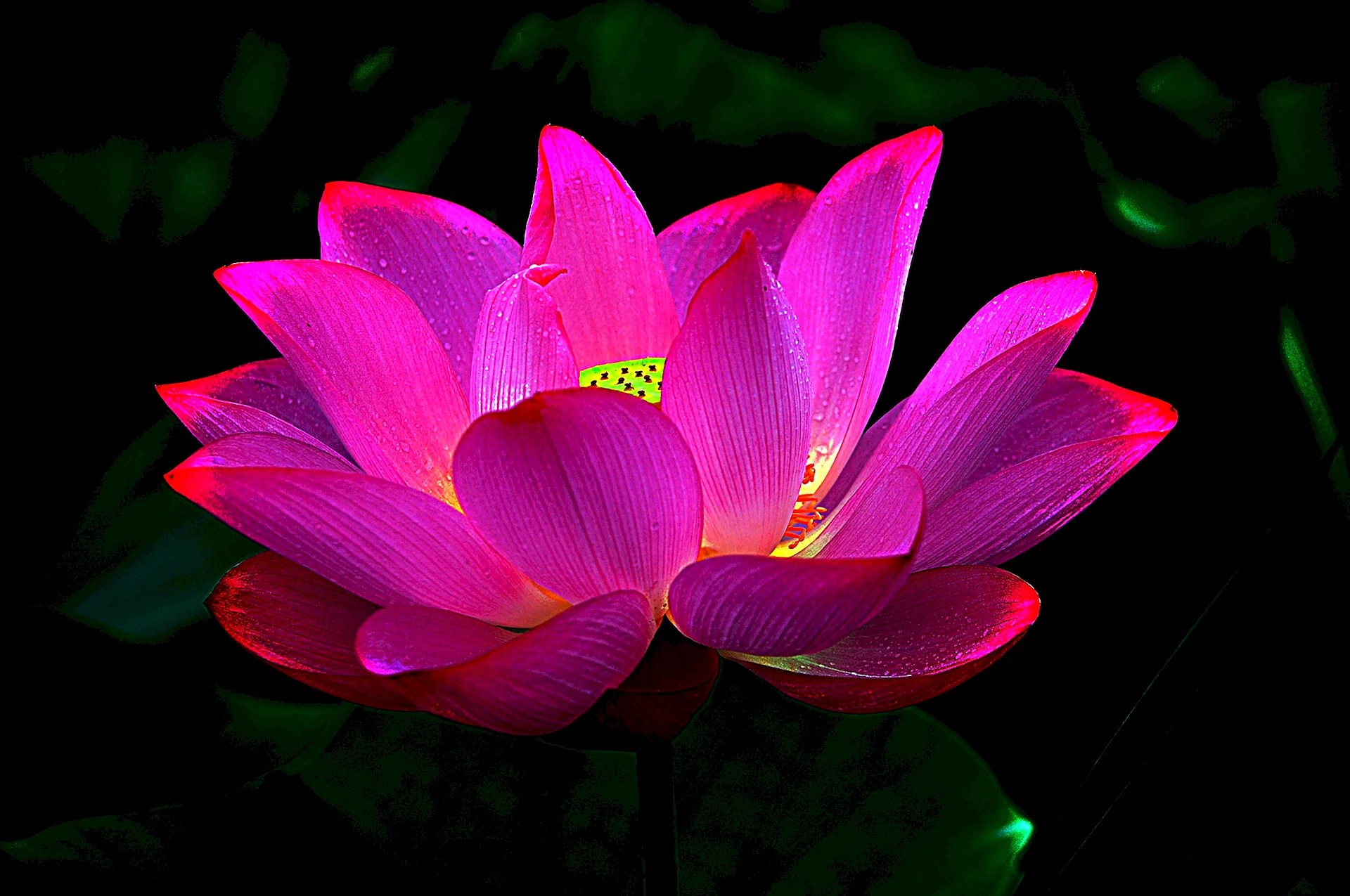 Black Lotus Flower Wallpapers Free Black Lotus Flower Backgrounds