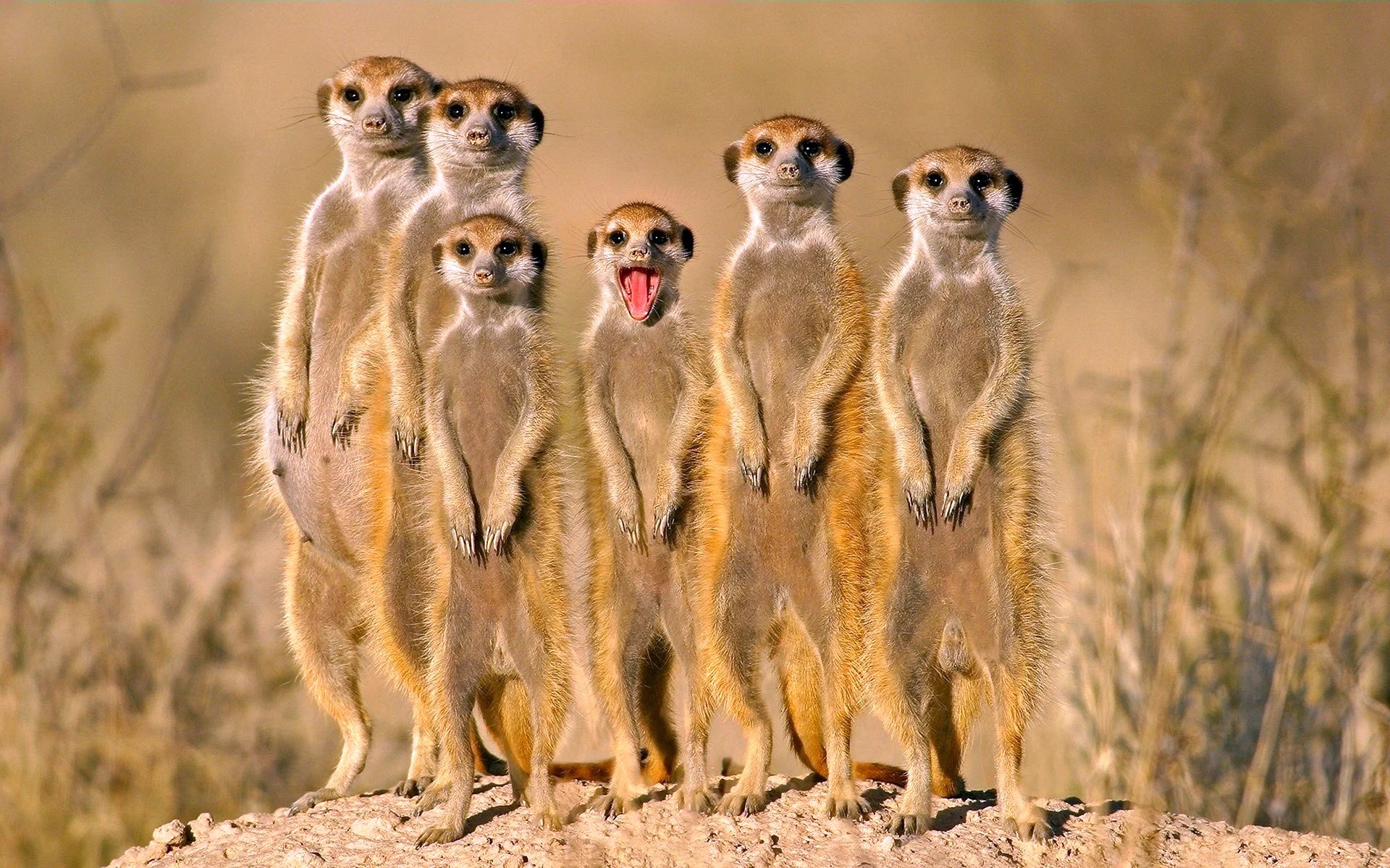 Funny ex Wallpapers WallpapersHigh