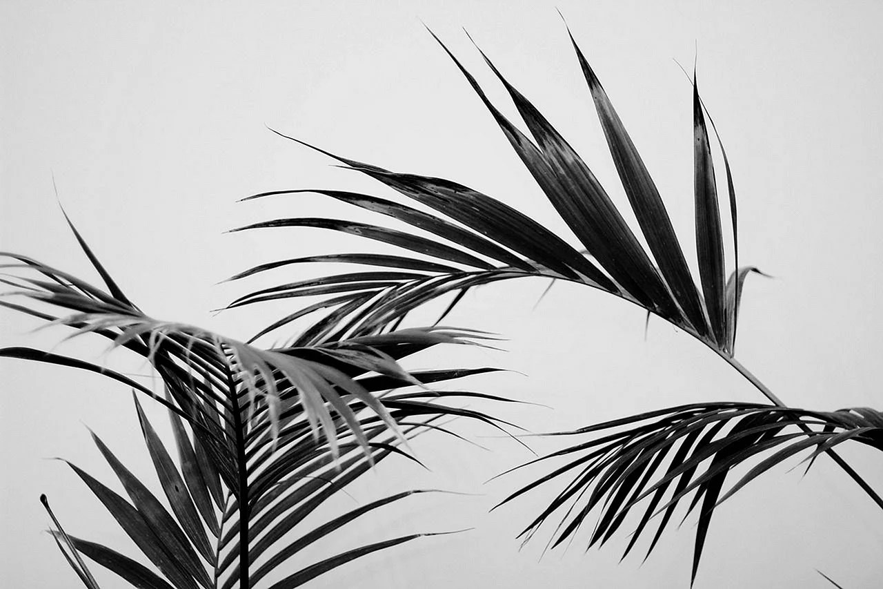 Black And White Palm Tree Wallpapers WallpapersHigh