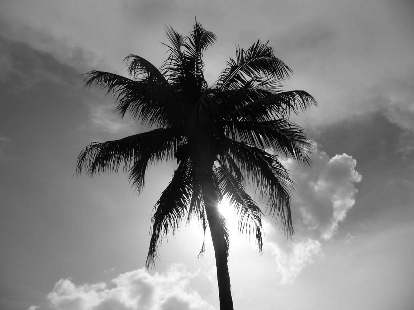 Black And White Palm Tree Wallpapers WallpapersHigh