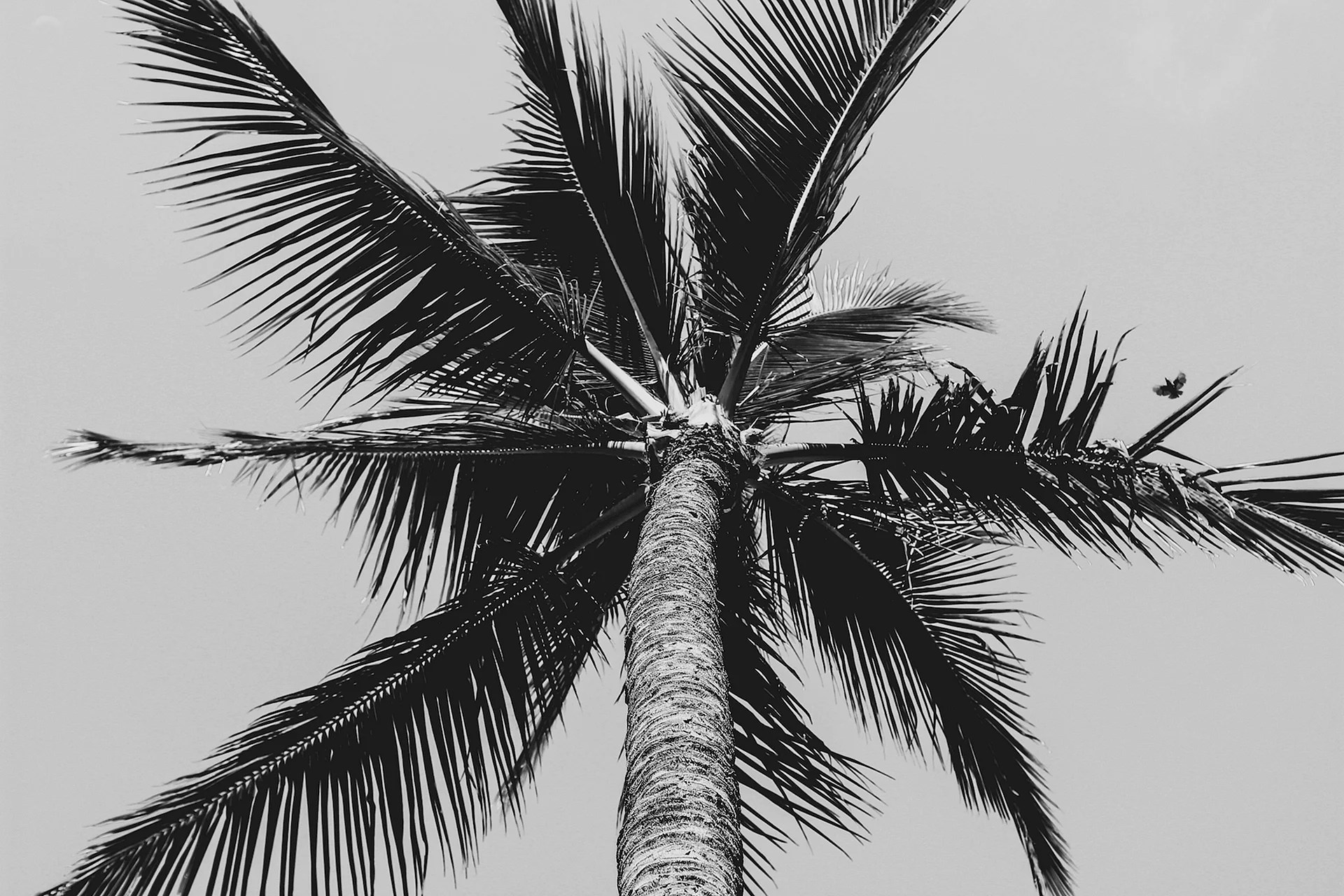 Black And White Palm Tree Wallpapers WallpapersHigh