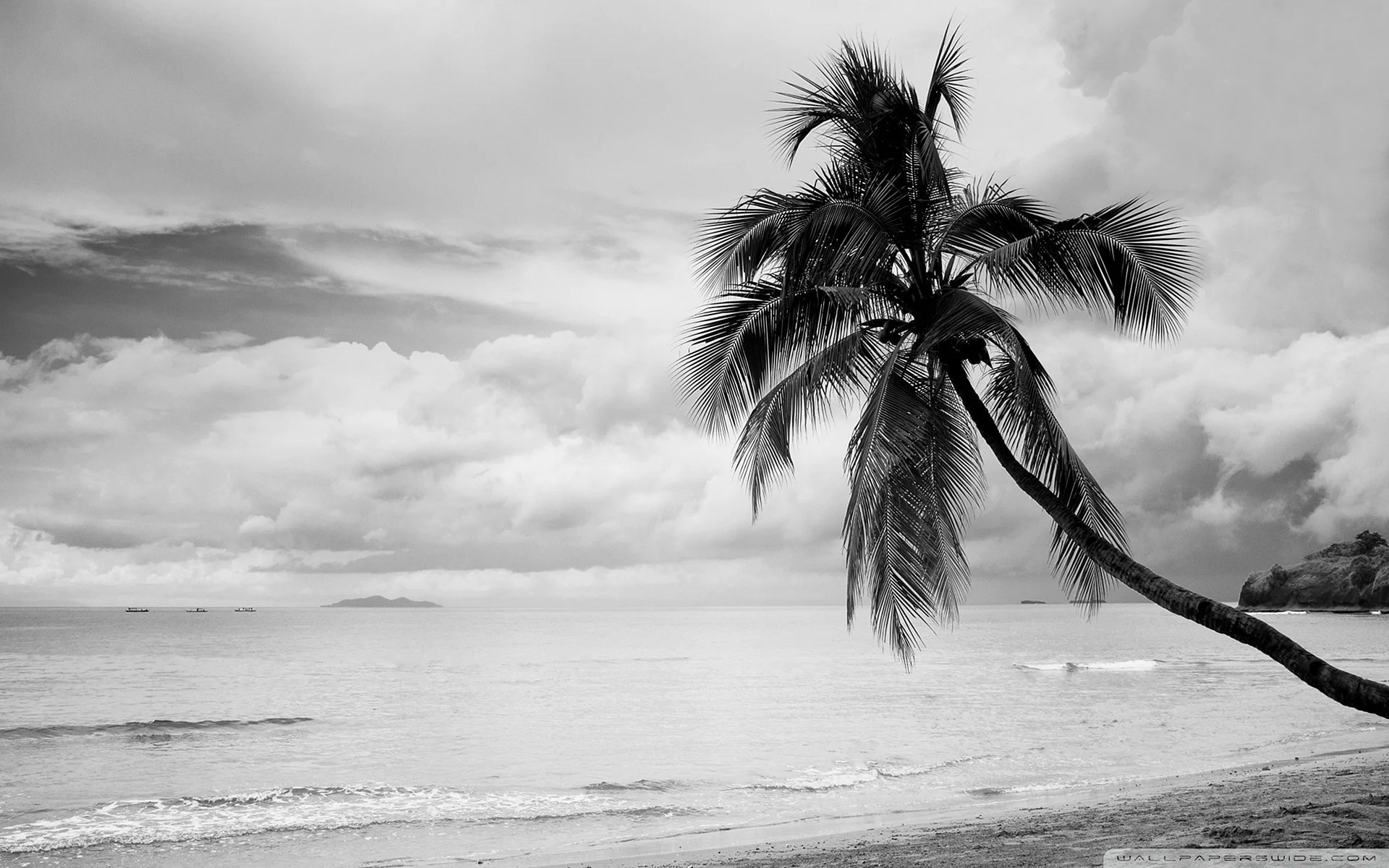 Black Palm Tree Wallpapers Free Black Palm Tree Backgrounds