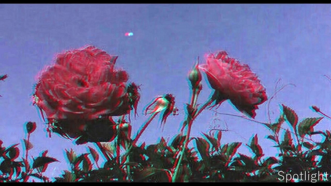 Download Rose Aesthetic Wallpaper WallpapersHigh