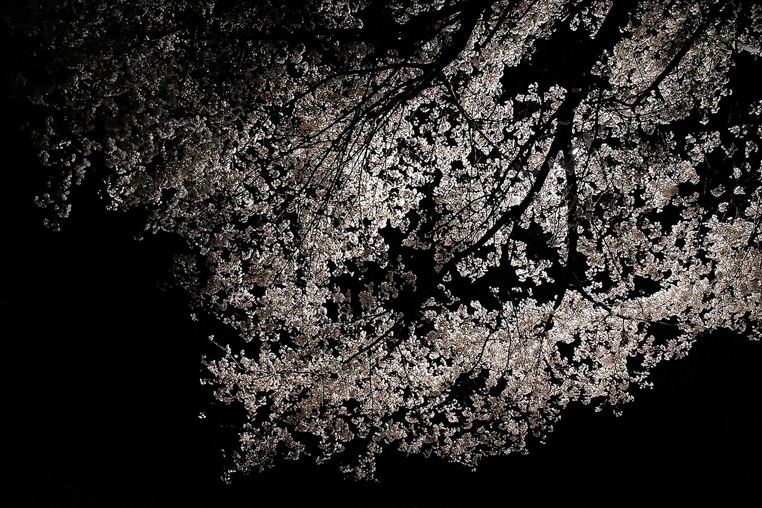 Black And White Sakura Wallpapers WallpapersHigh