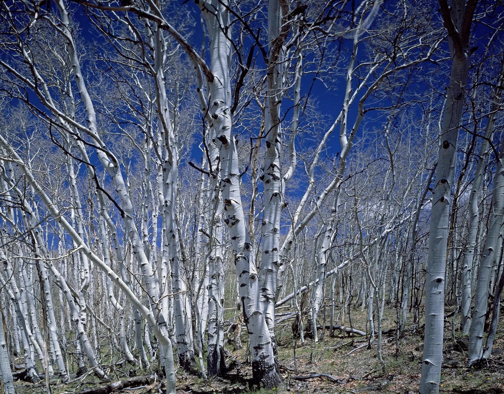 Birch Tree Mural Wallpapers Free Birch Tree Mural Backgrounds