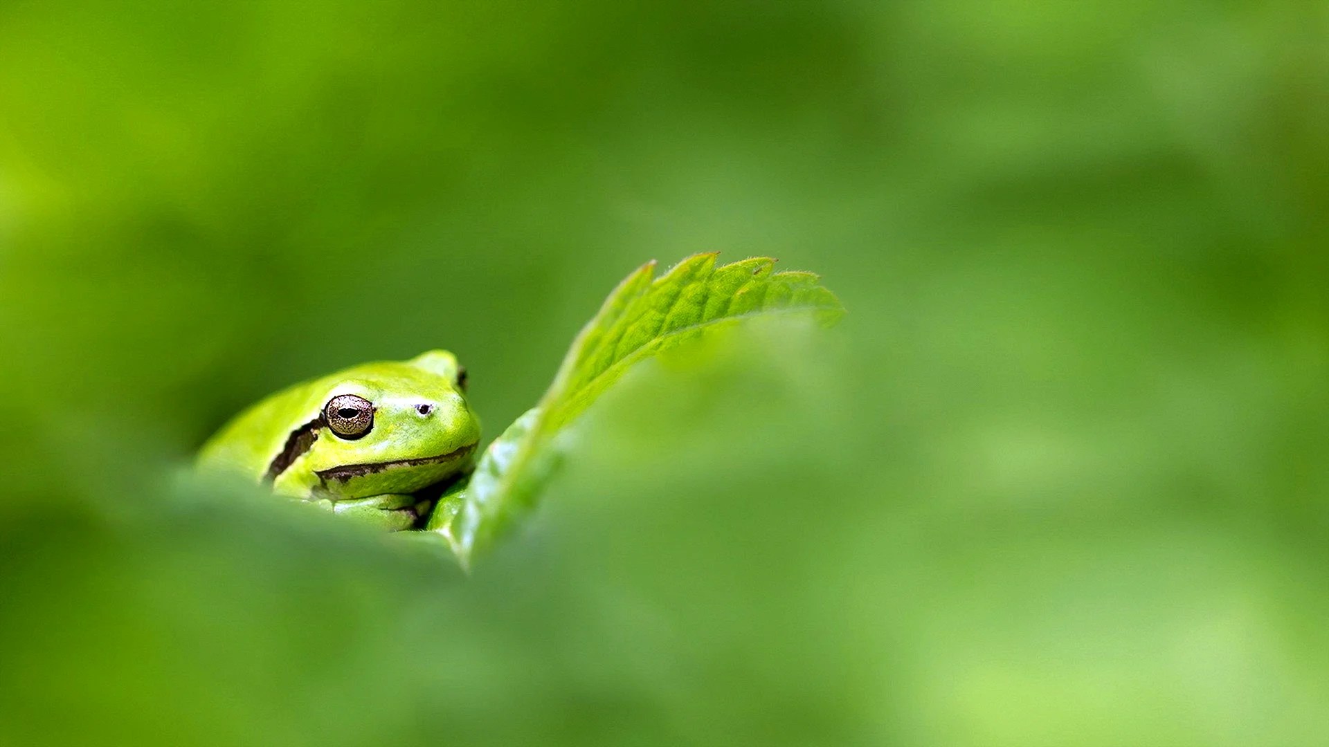 Sage Green Frog Wallpapers Wallpapers High Resolution
