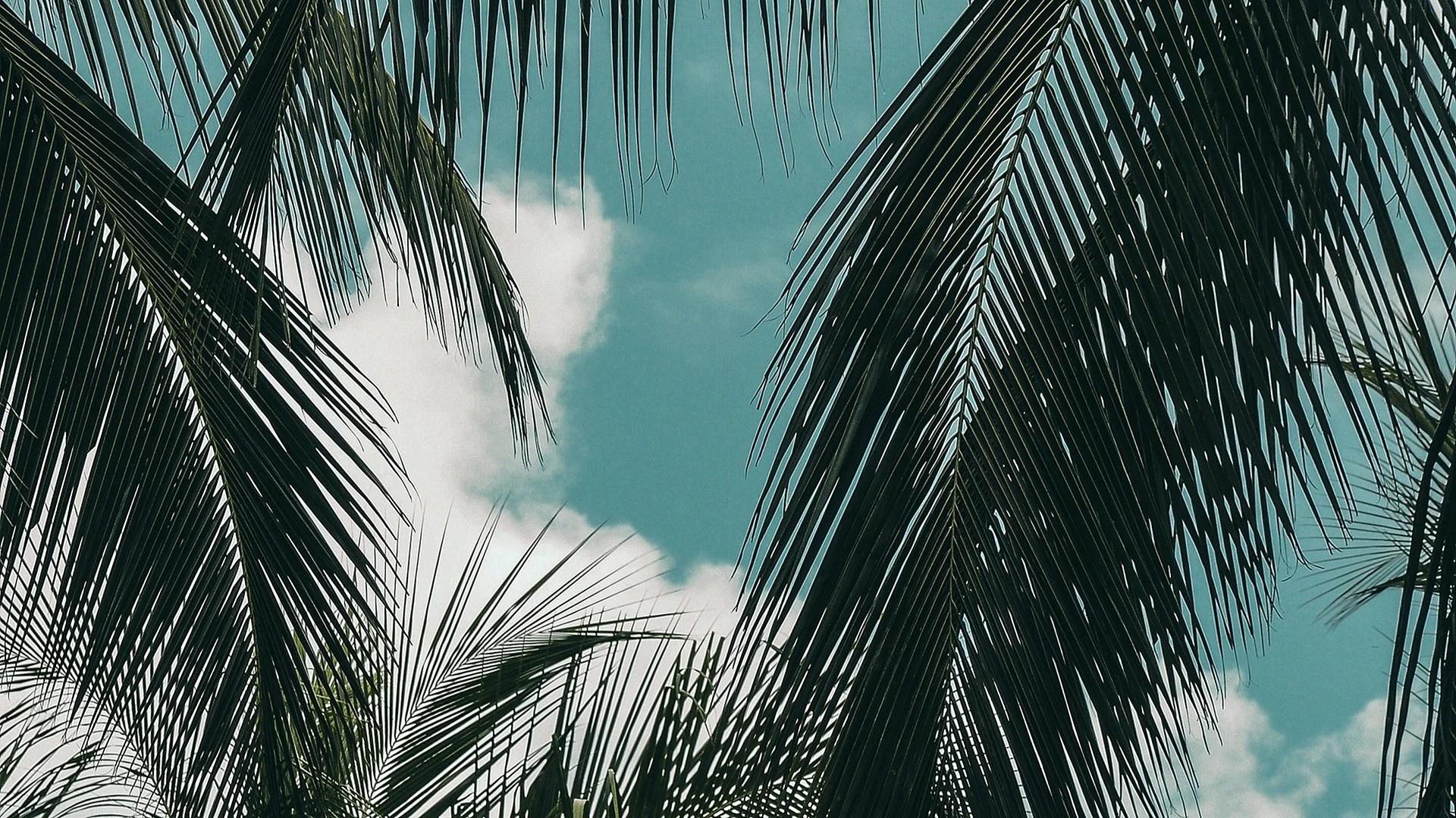 Black And White Tropical Wallpapers WallpapersHigh