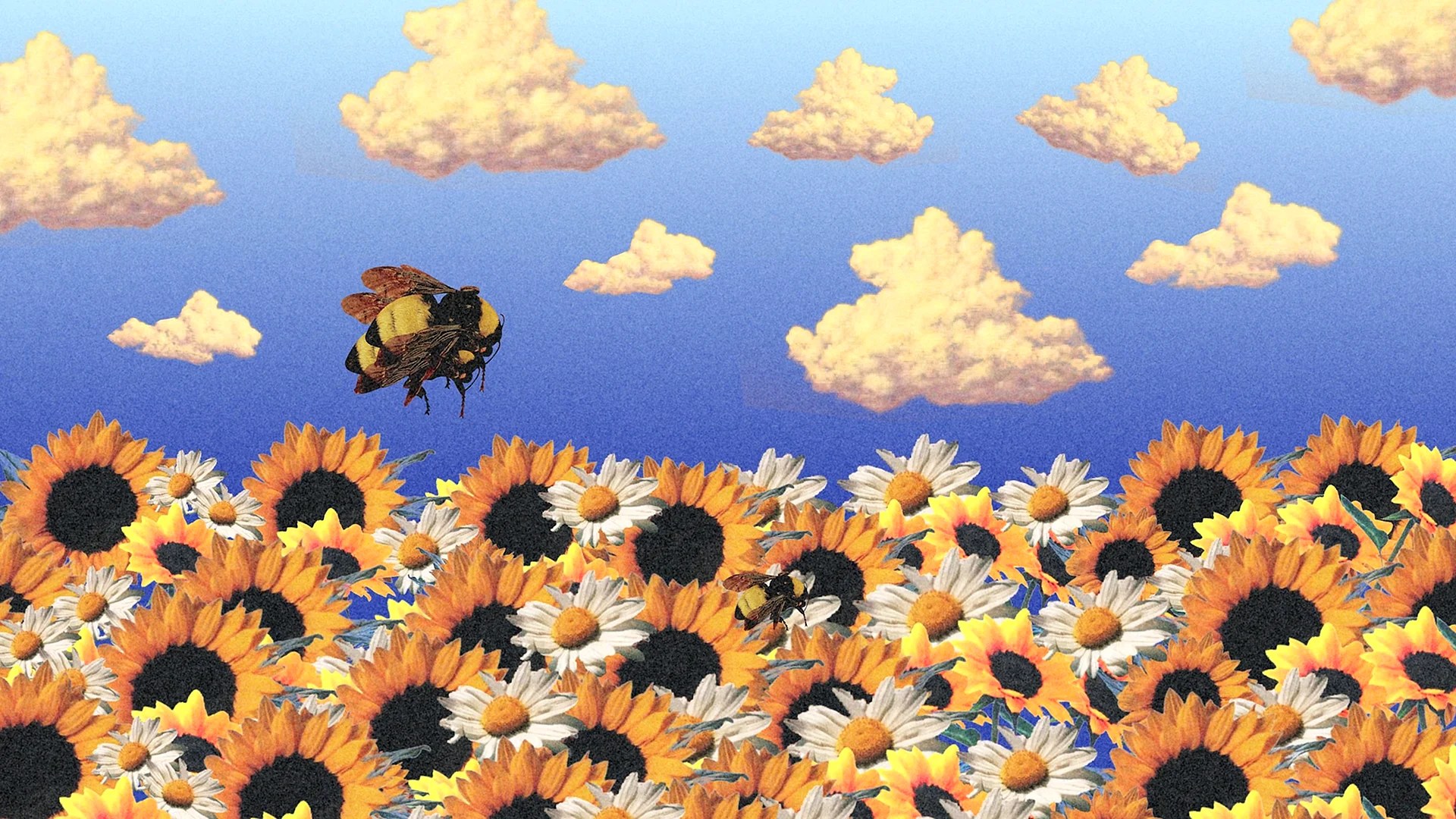 Flower Computer Wallpapers Free Flower Computer Backgrounds