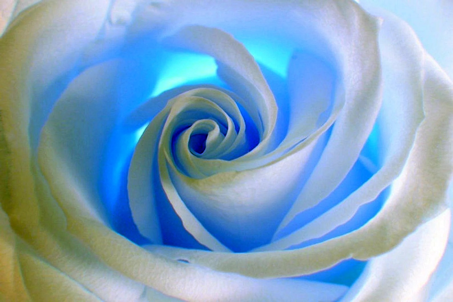 Blue And White Rose Wallpapers Free Blue And White Rose Backgrounds