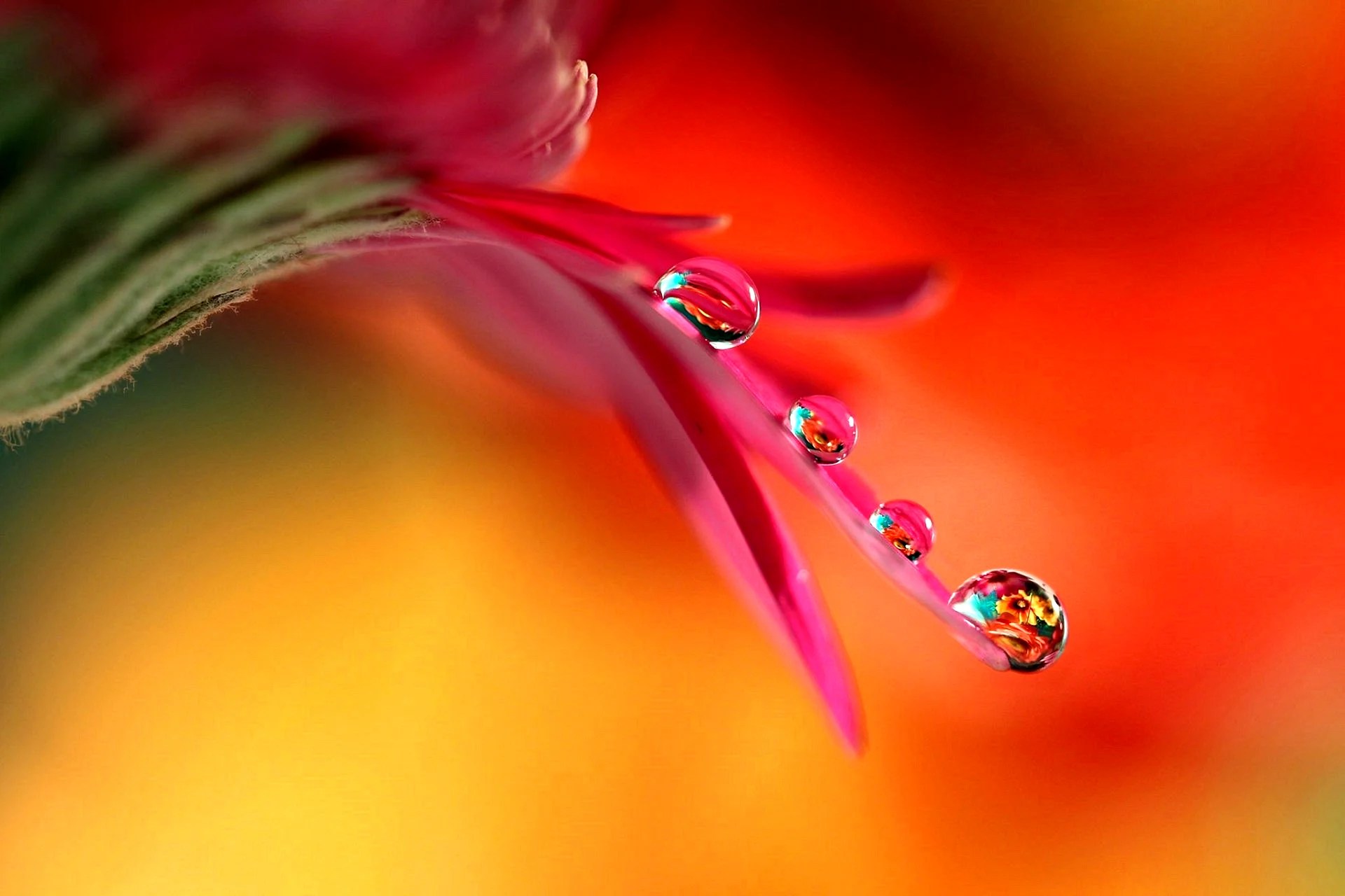 Flower Water Drop Wallpapers Free Flower Water Drop Backgrounds