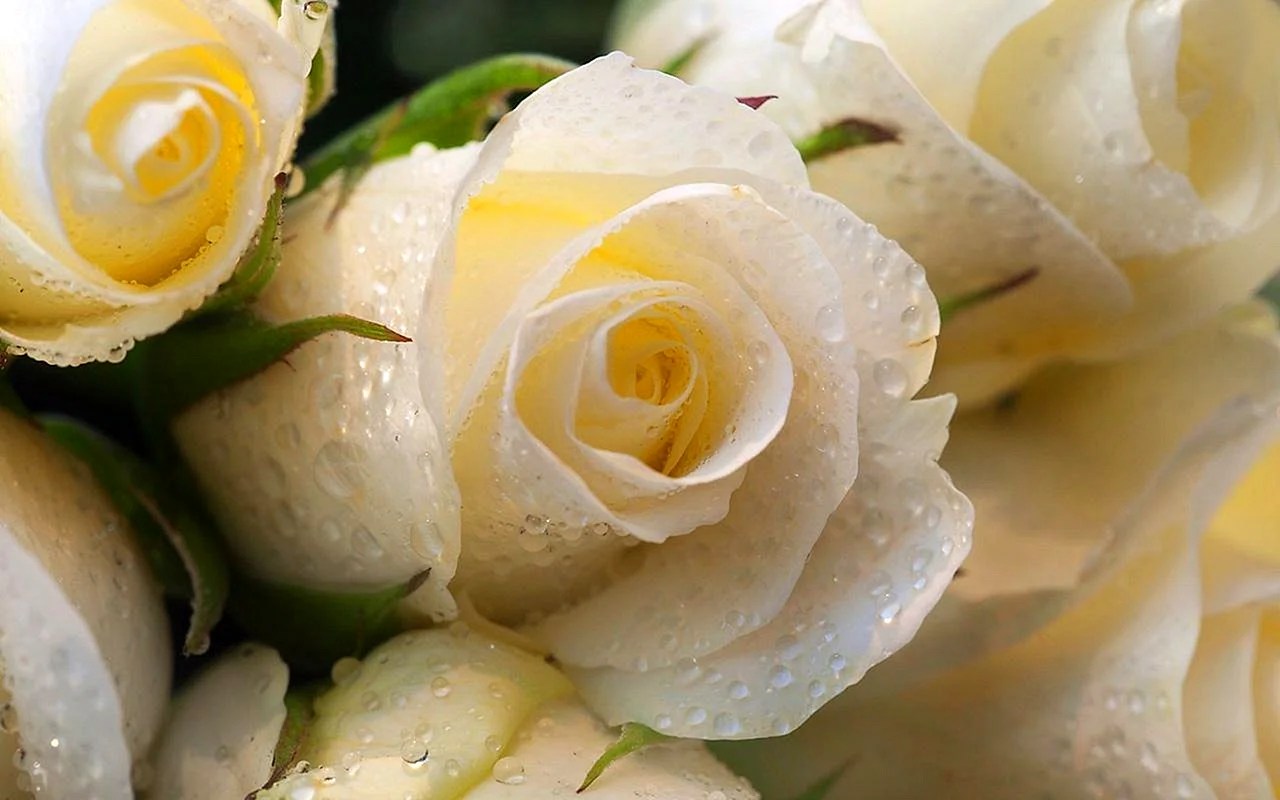 White Live Wallpapers WallpapersHigh