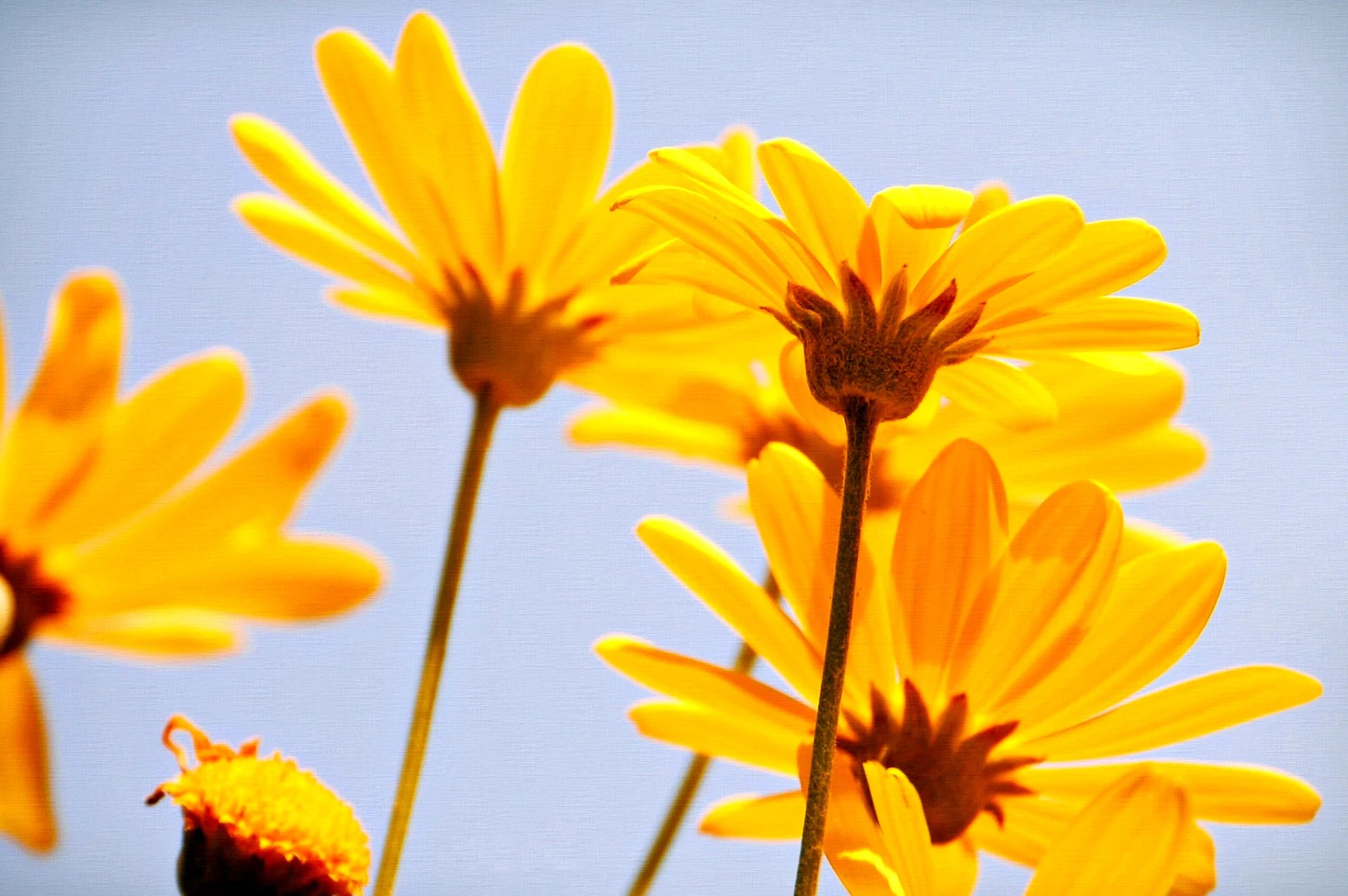 Aesthetic Yellow Flowers Wallpapers Free Aesthetic Yellow Flowers