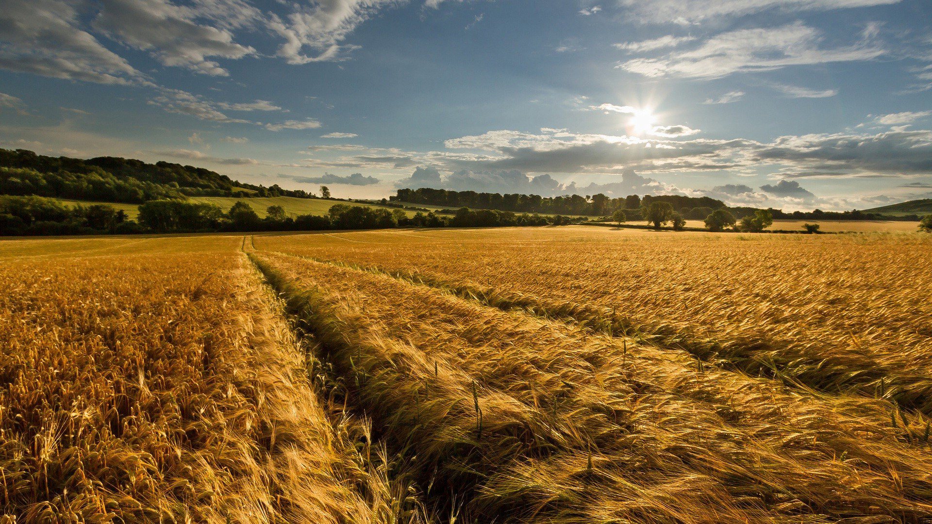 Amazing Corn Field Wallpaper
