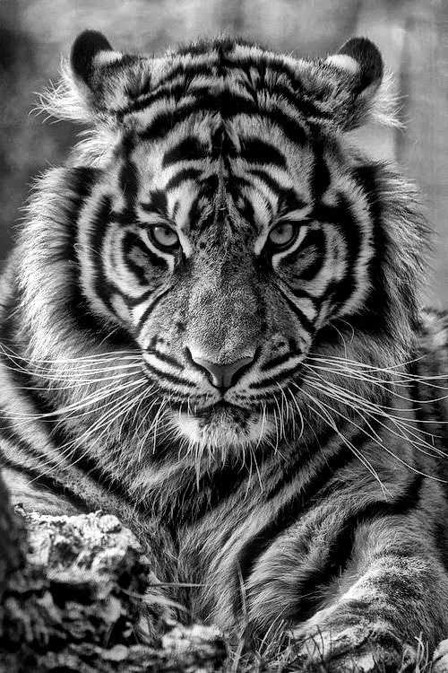 Tiger Iphone HD Wallpaper