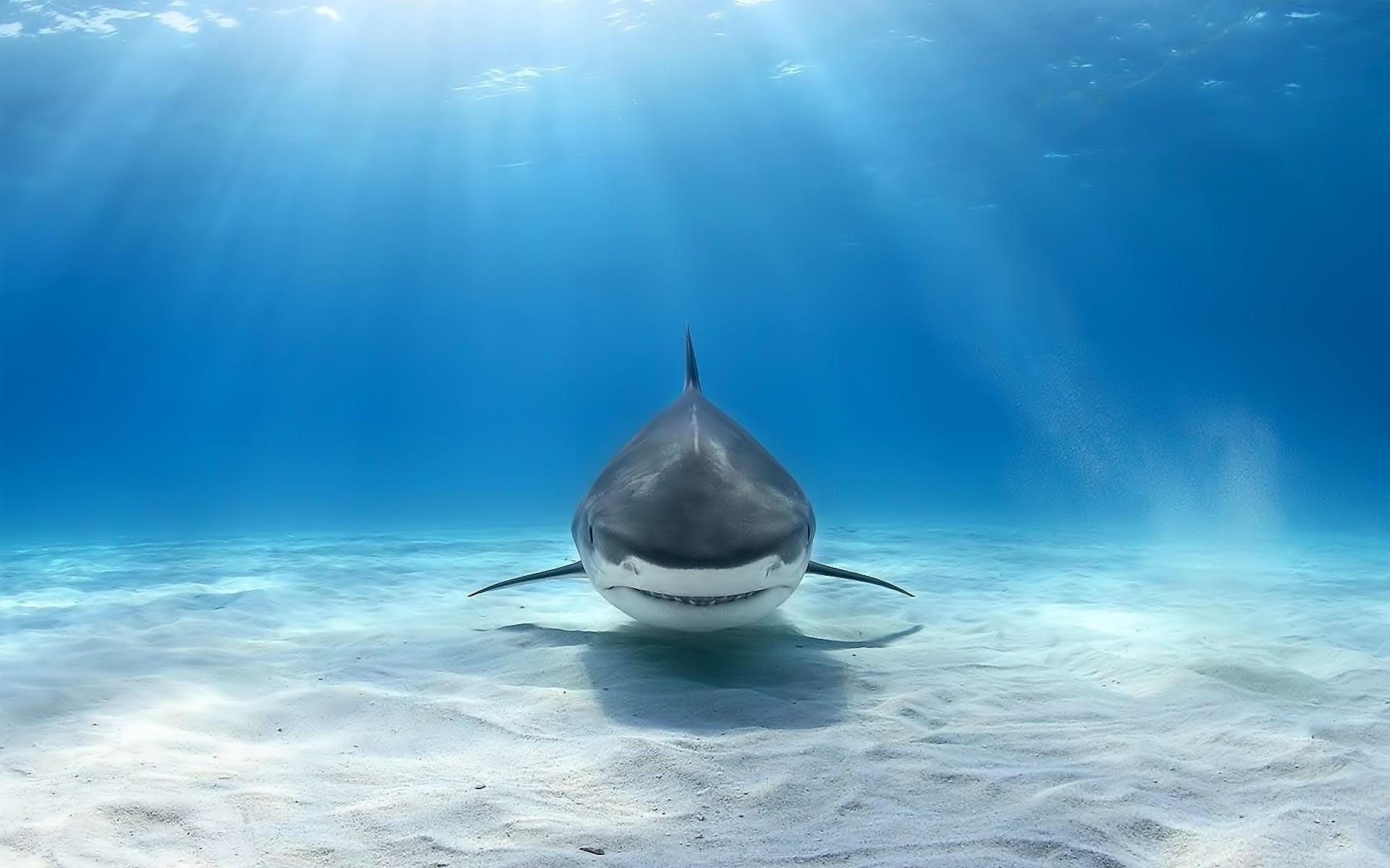 Shark Computer Backgrounds