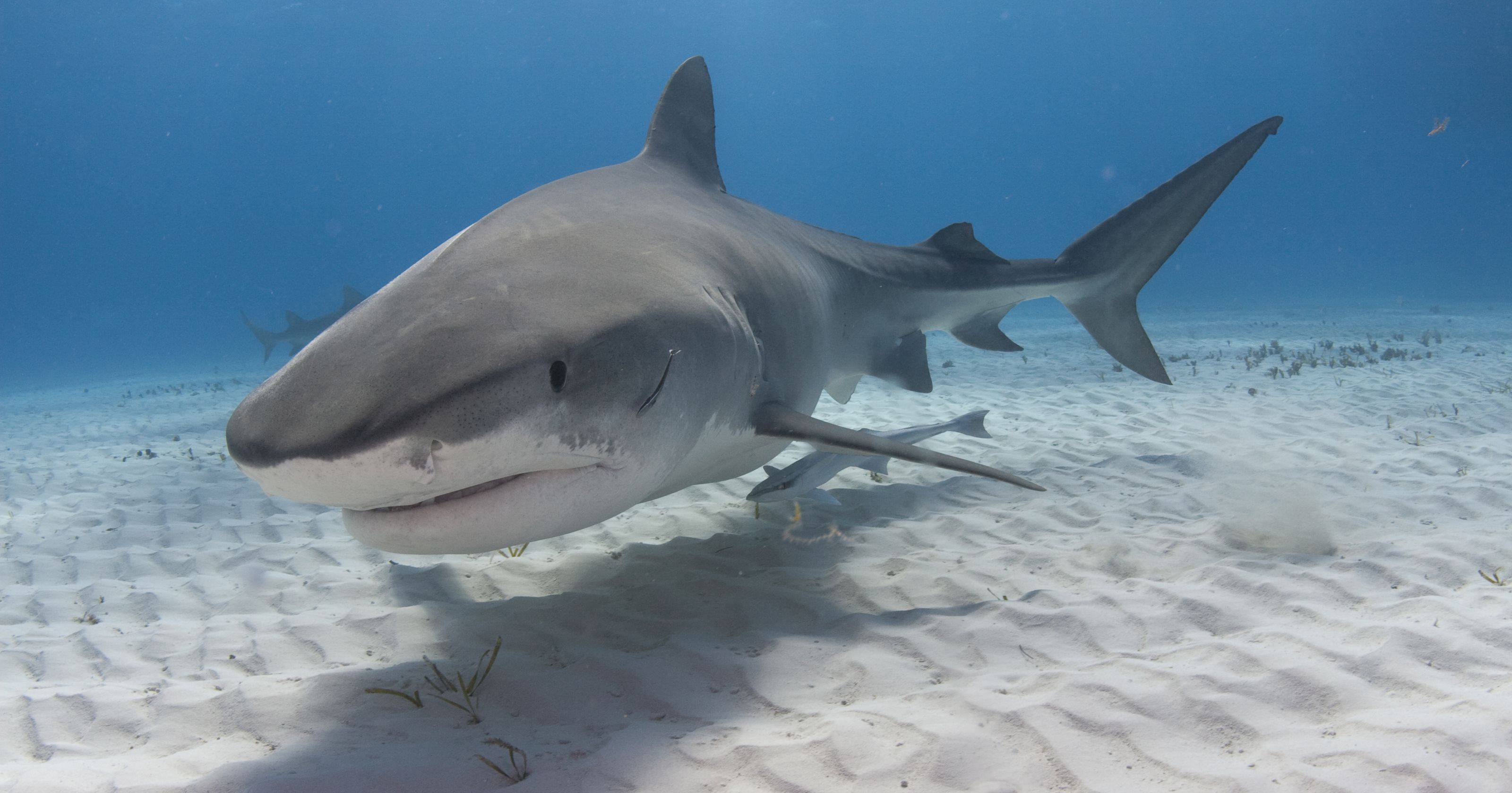 Shark Wallpapers Images Photos Pictures Backgrounds