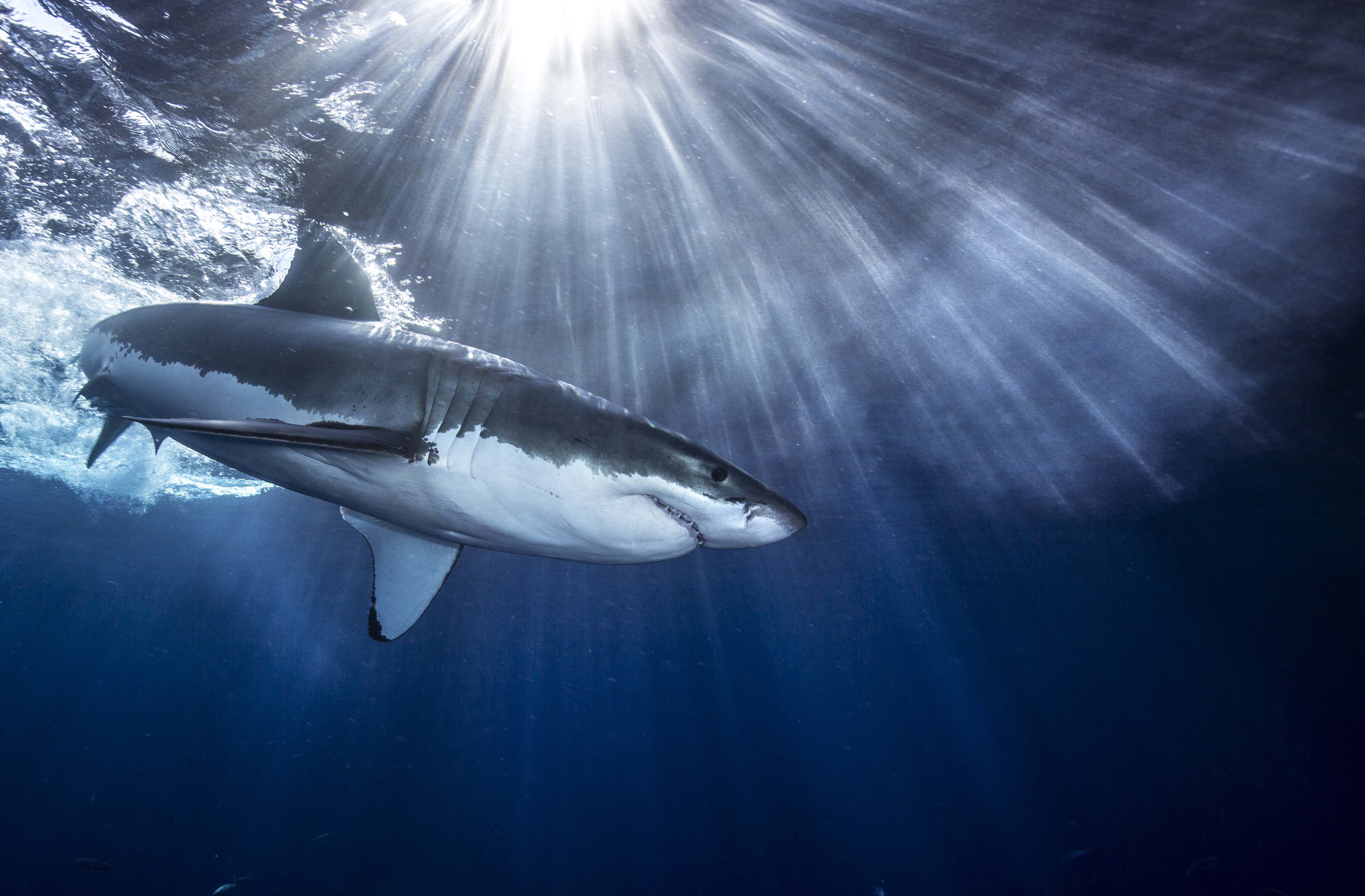 Shark Wallpapers Images Photos Pictures Backgrounds