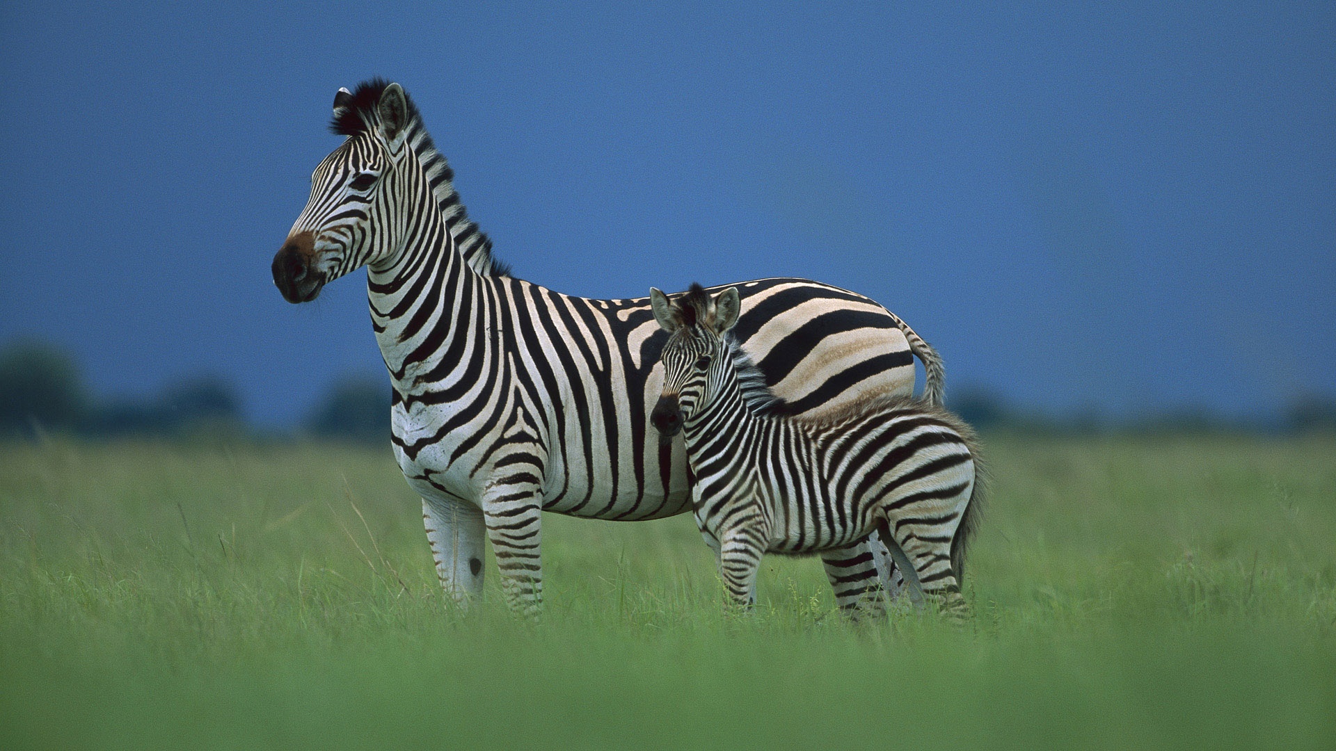 Zebra Wallpapers Images Photos Pictures Backgrounds