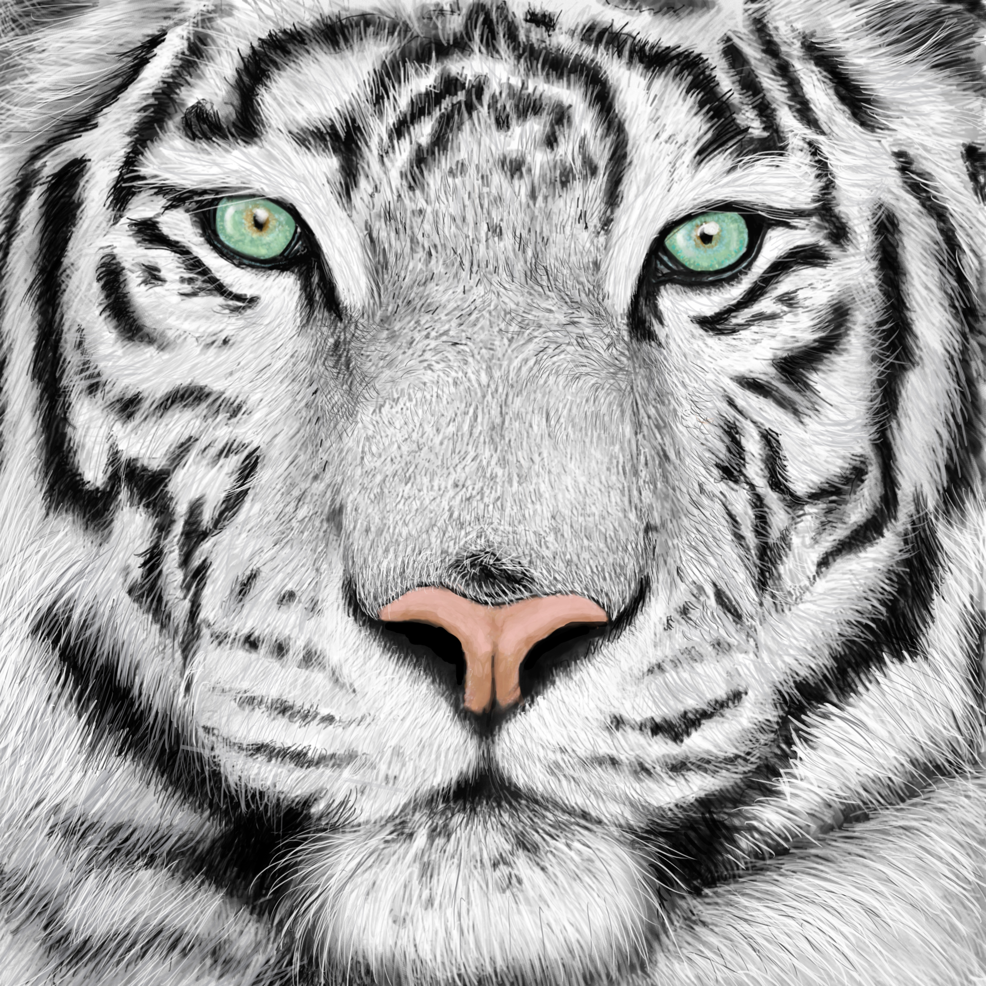 Tiger Face