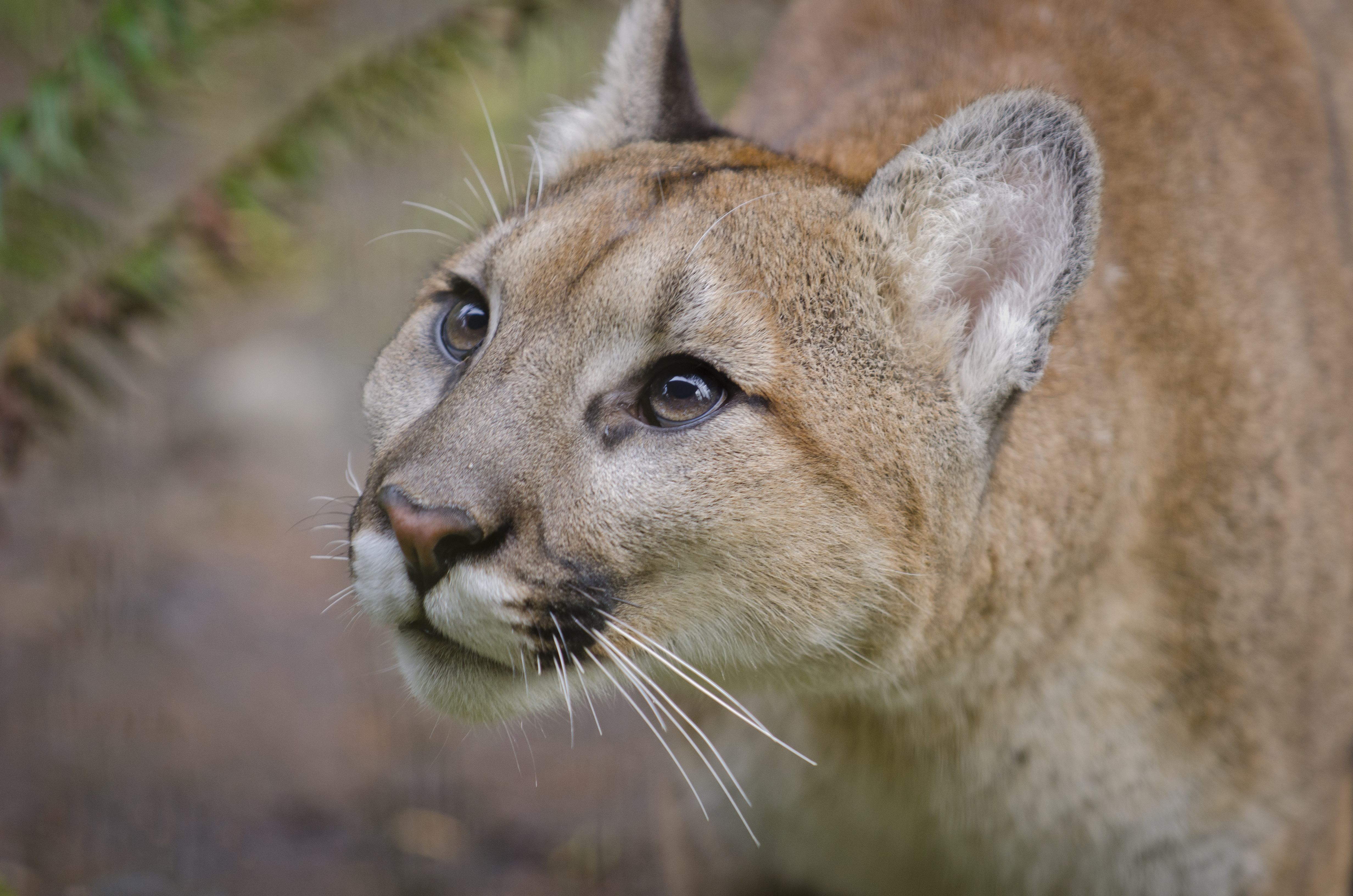 Cougar Wallpapers Images Photos Pictures Backgrounds