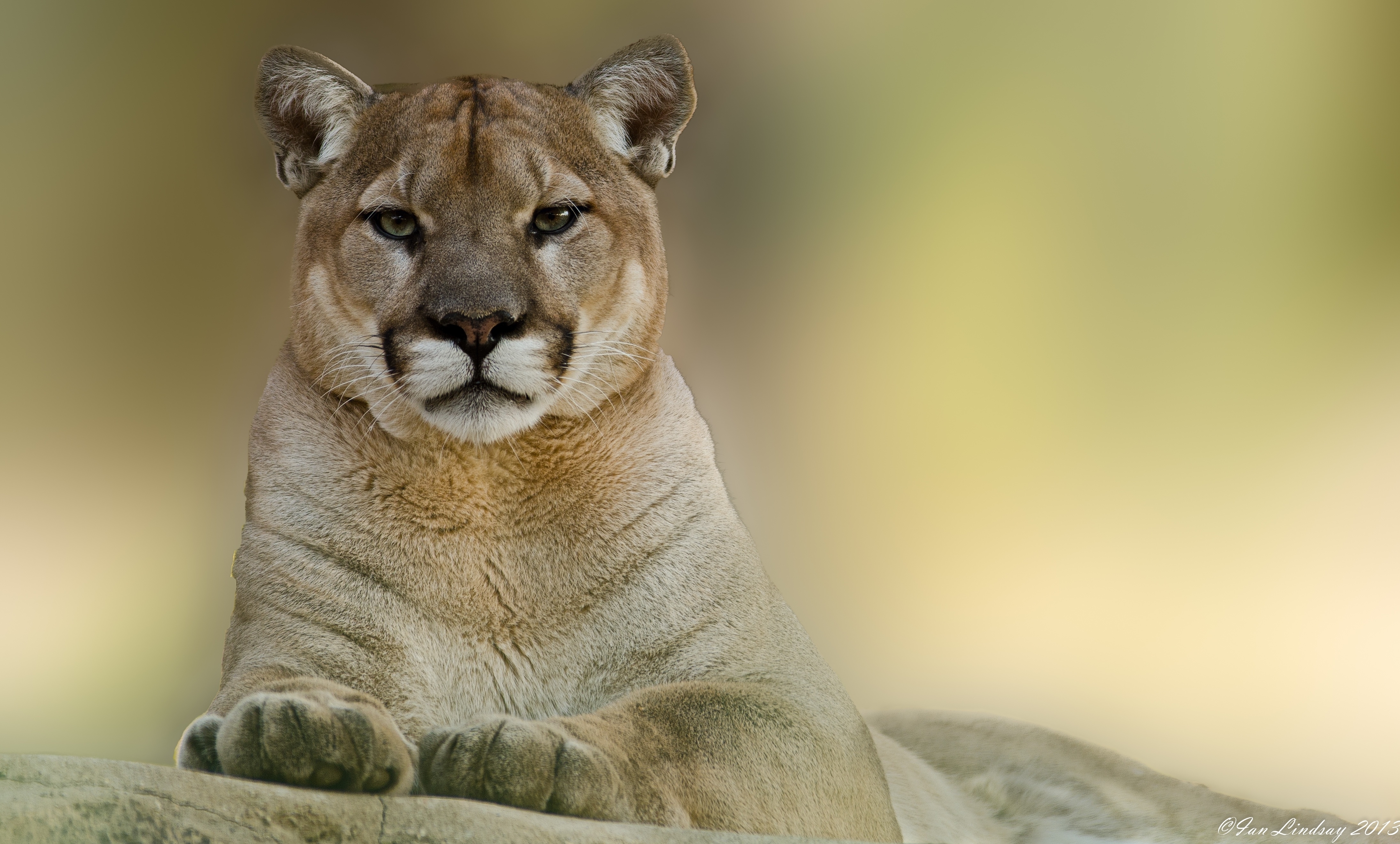 Cougar Wallpapers Images Photos Pictures Backgrounds