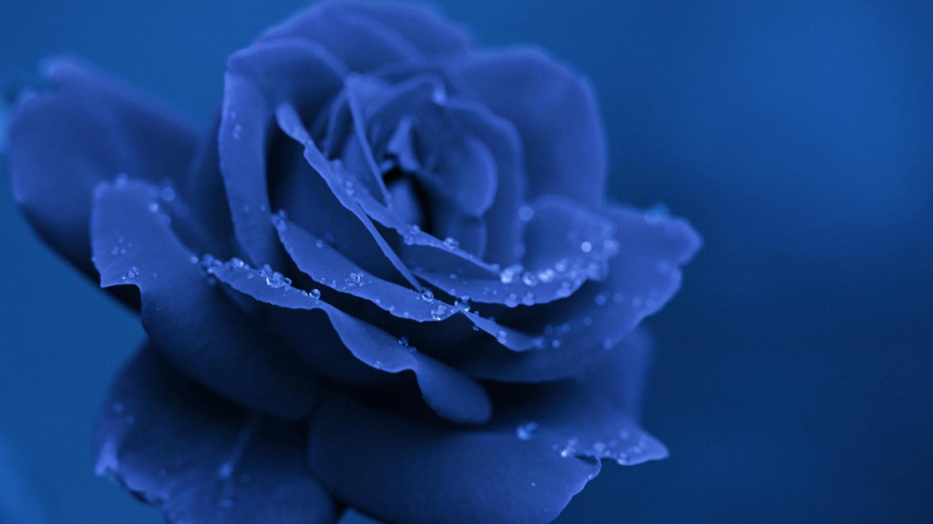Blue Rose Wallpapers Images Photos Pictures Backgrounds