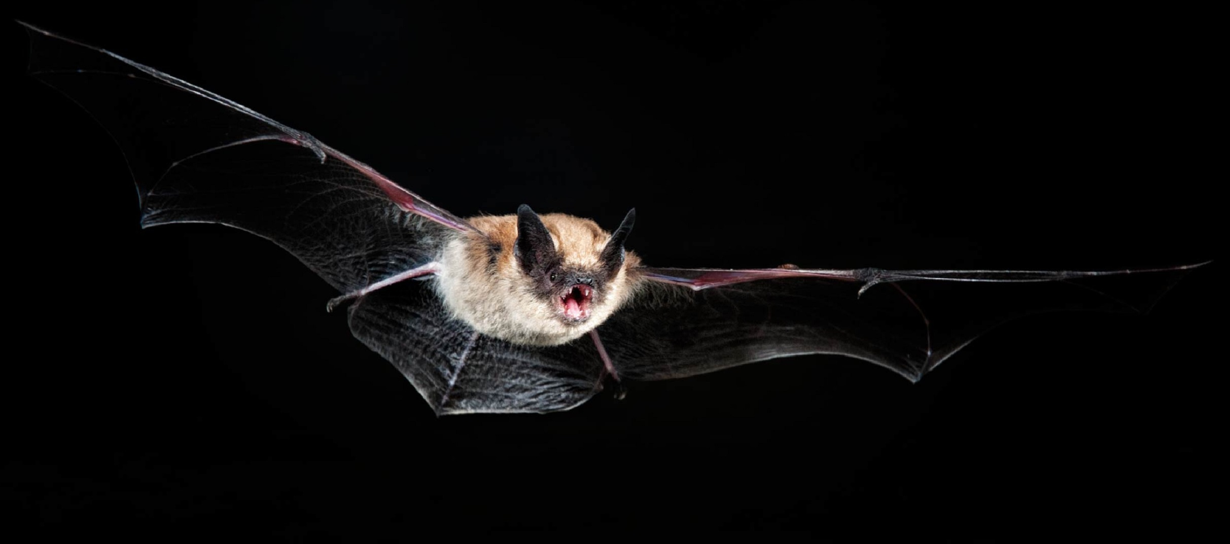 Bat silhouettes Images Free Vectors, Stock Photos & PSD