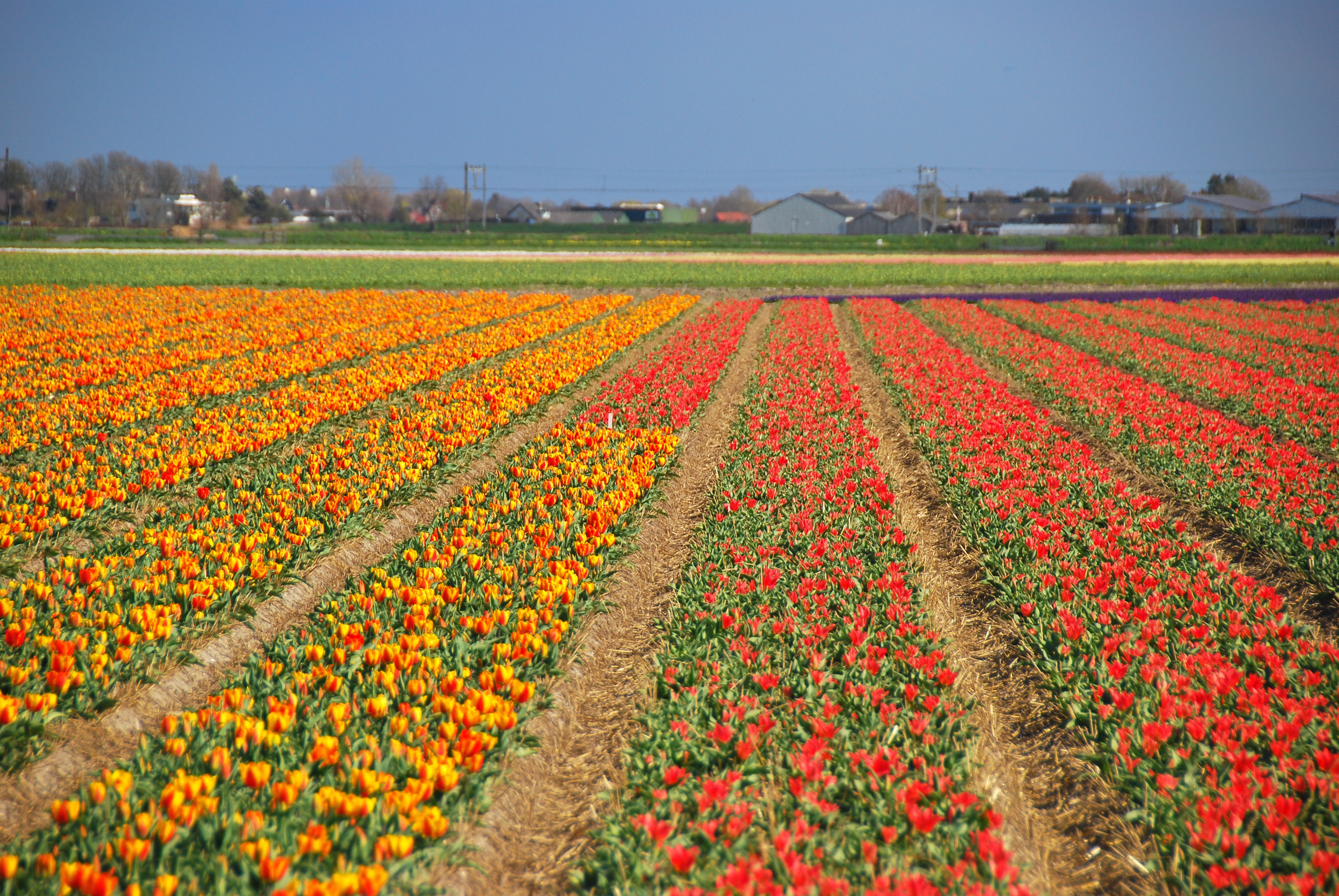 Flower Fields Wallpapers Images Photos Pictures Backgrounds