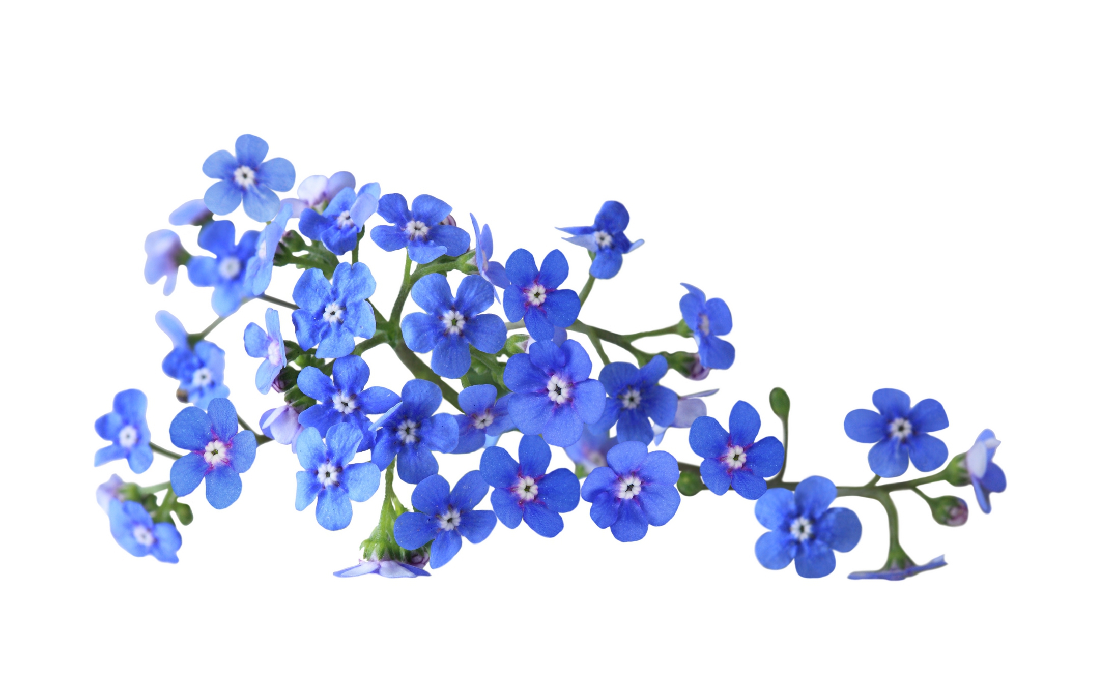 Me Not Flower Wallpapers Images Photos Pictures Backgrounds