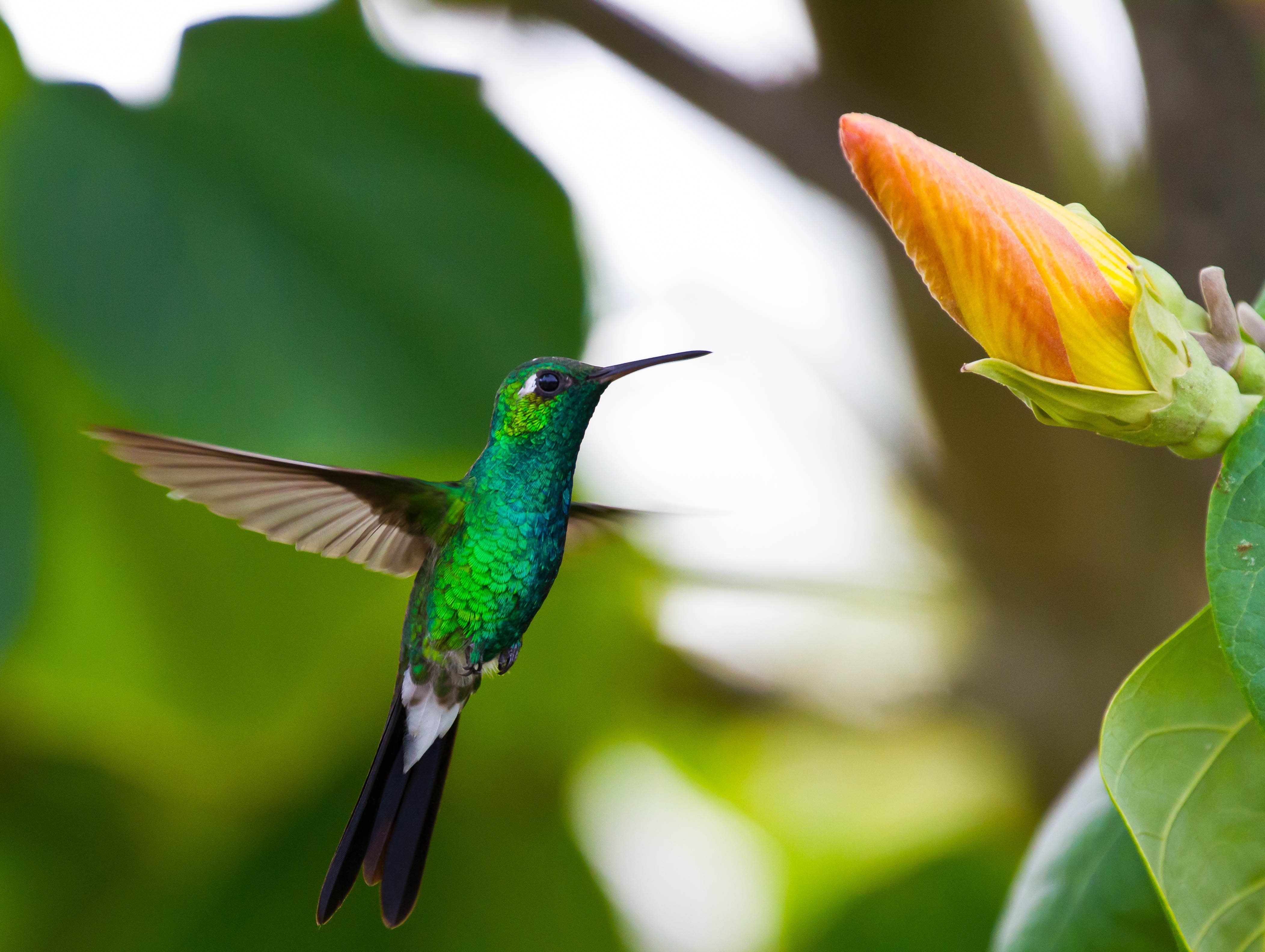 Hummingbird Wallpaper