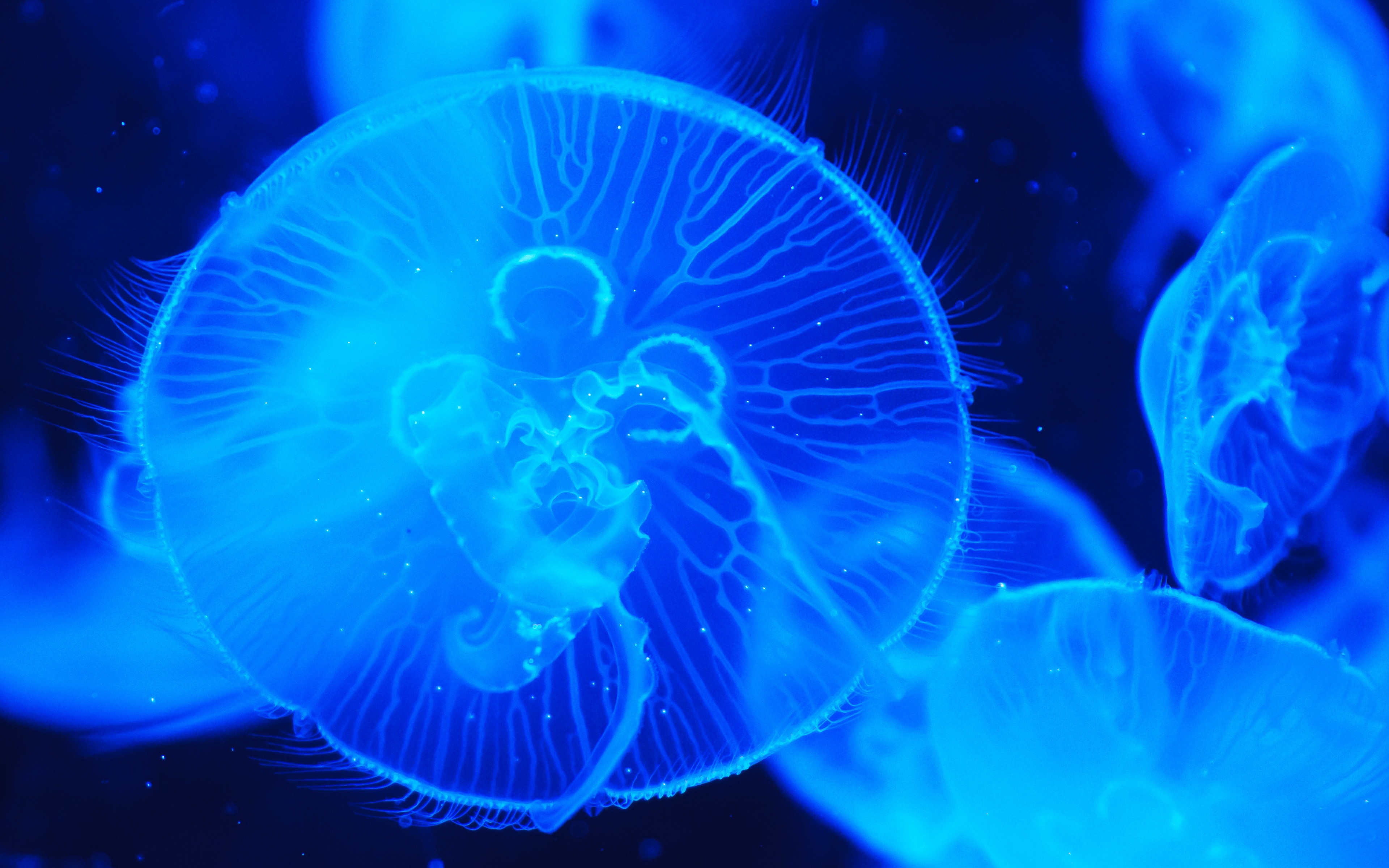 Jellyfish Wallpapers Images Photos Pictures Backgrounds