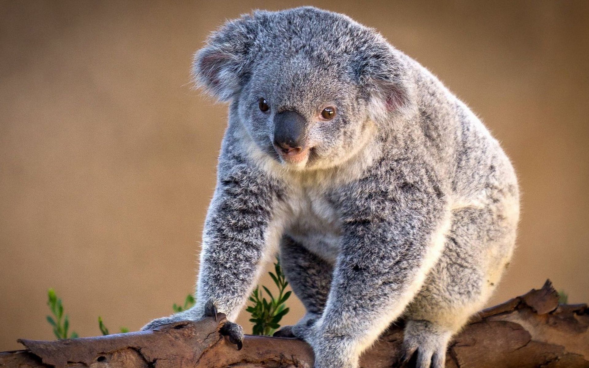 Koala Wallpapers Images Photos Pictures Backgrounds