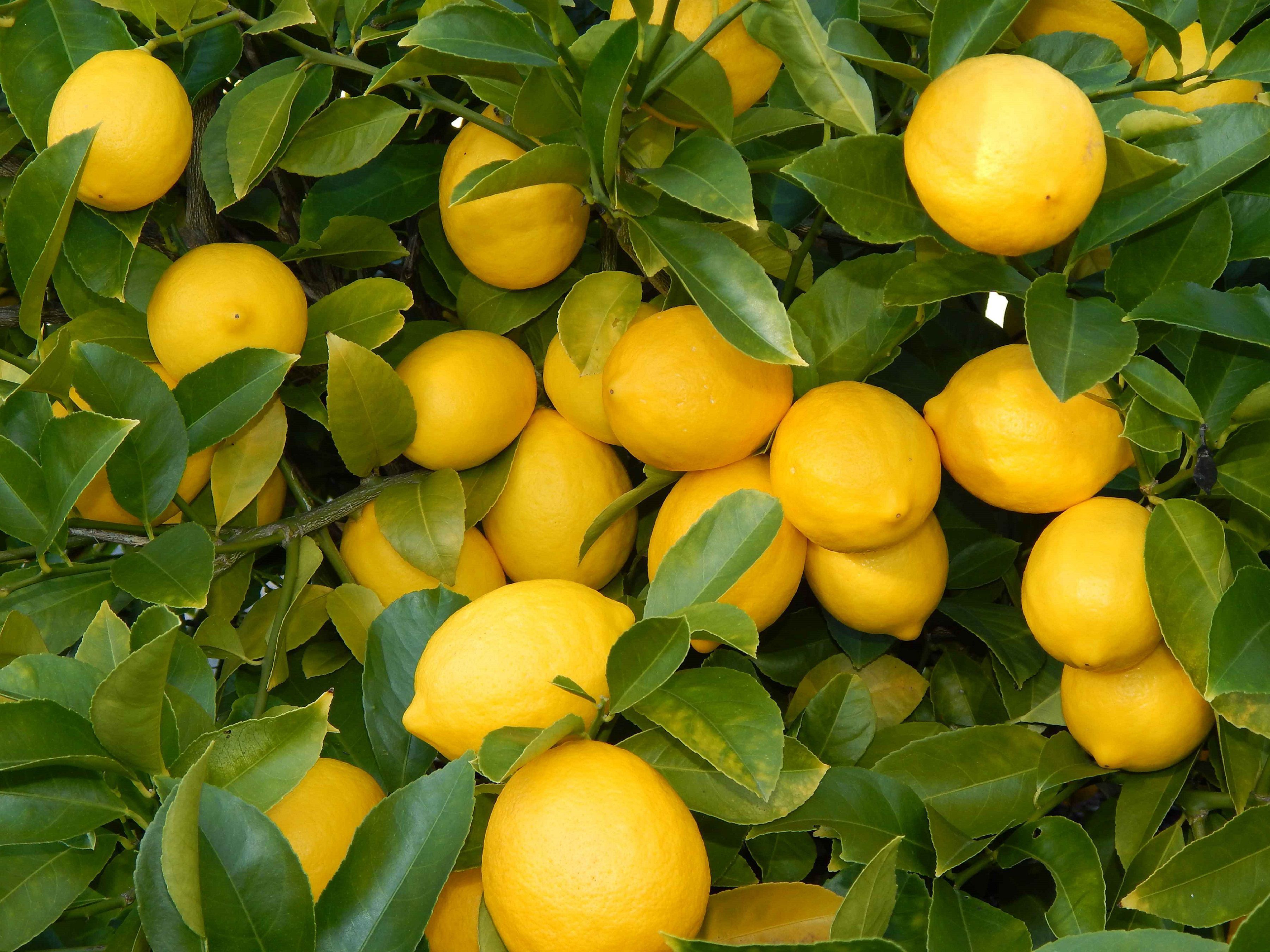 Download 56+ Lemon Tree Wallpaper Iphone Gambar Download Posts.id
