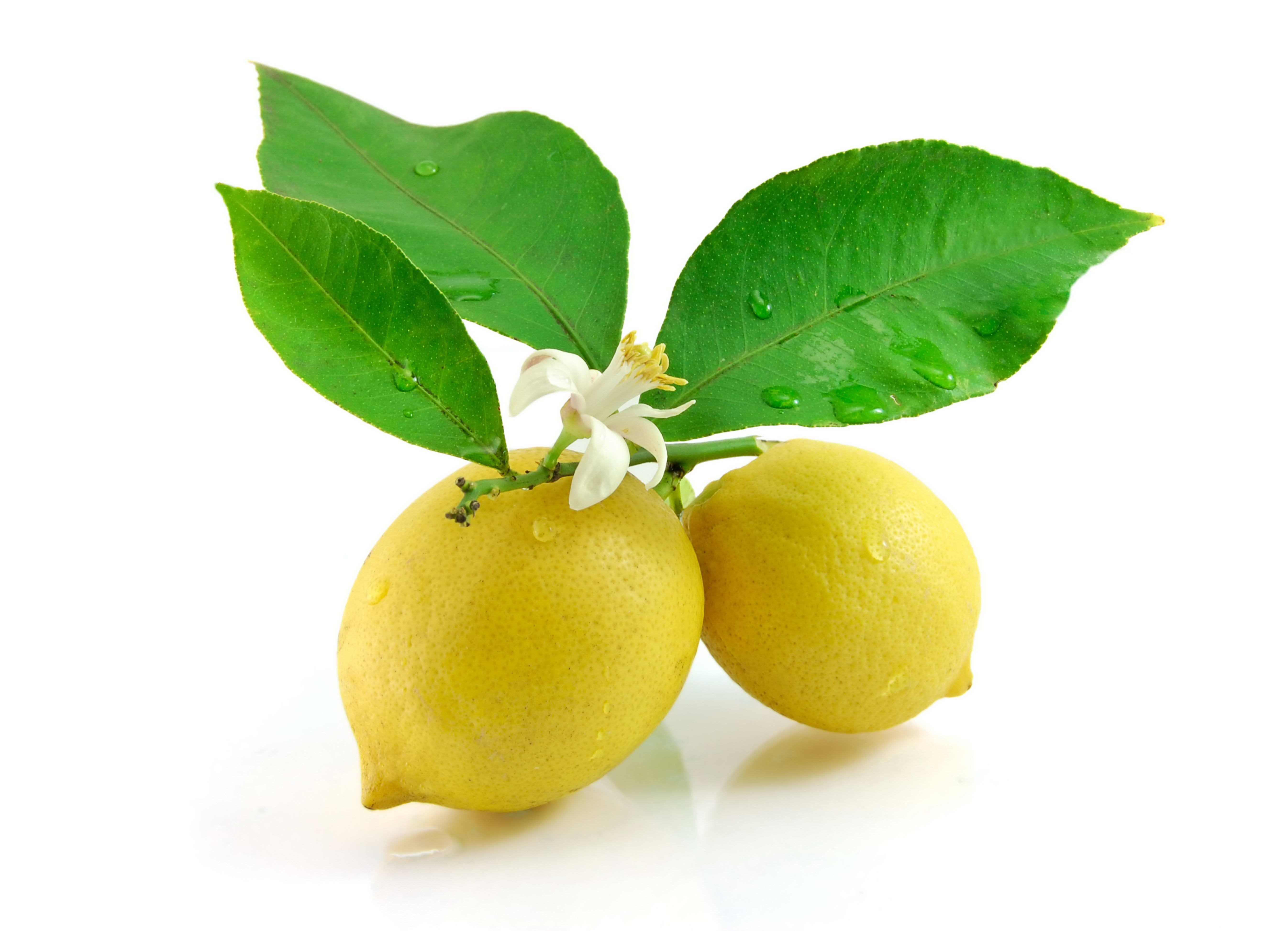 Lemon Hd