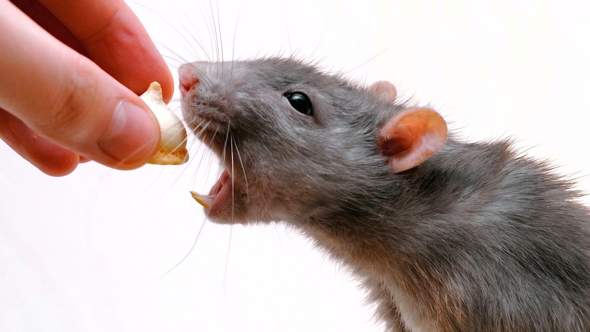 Rat Wallpapers Images Photos Pictures Backgrounds