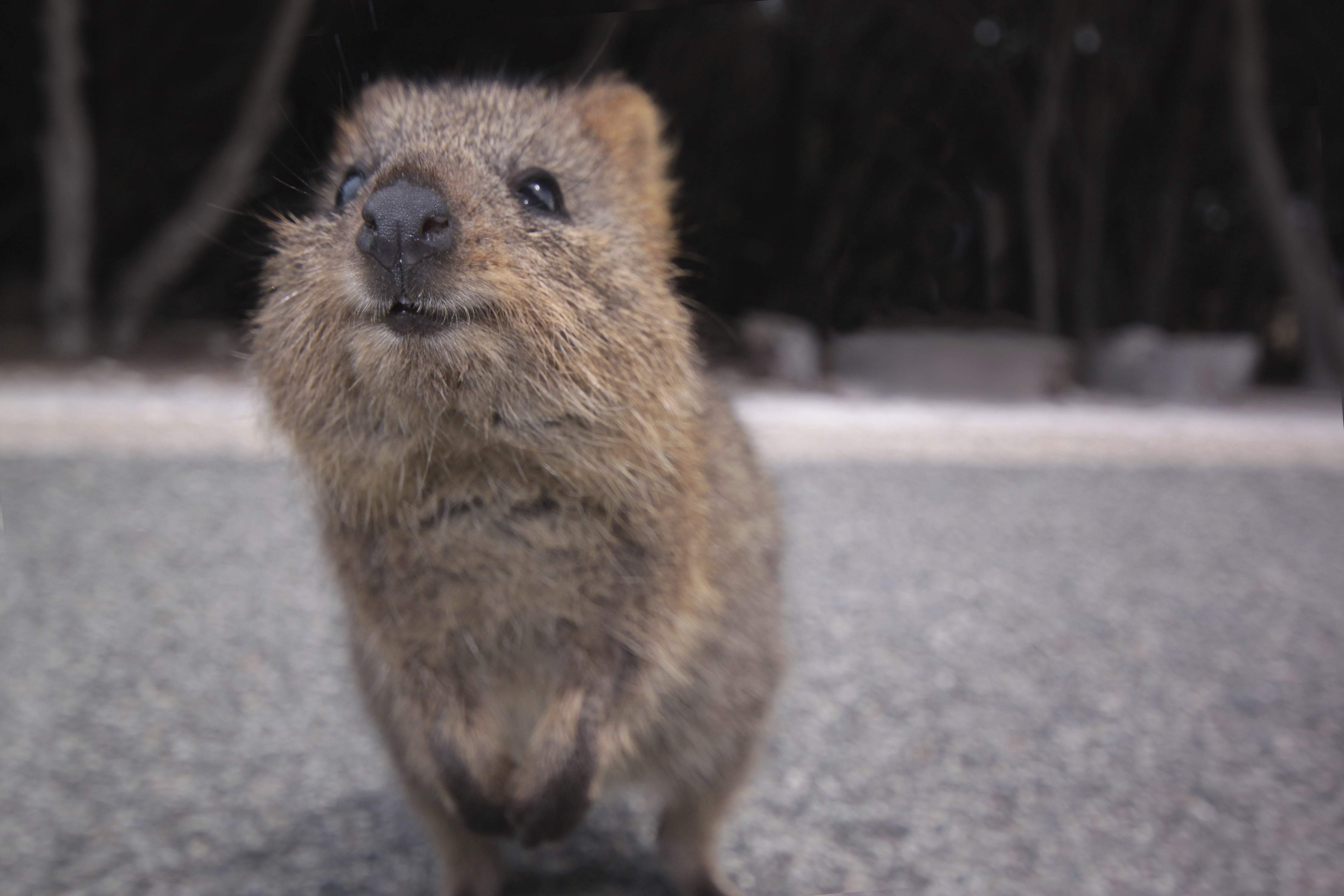 Quokka Wallpapers Images Photos Pictures Backgrounds