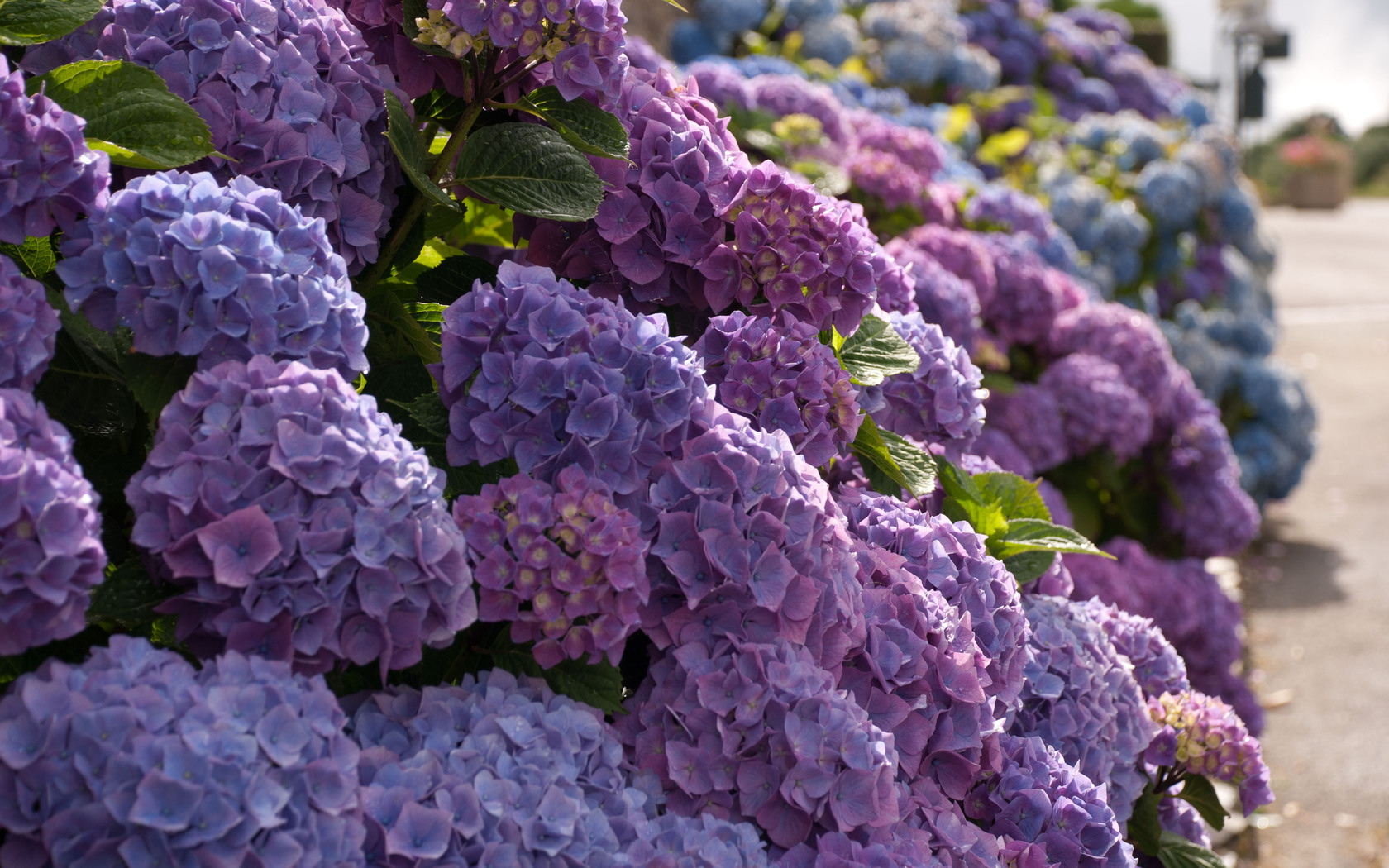 Hydrangea Wallpapers Images Photos Pictures Backgrounds