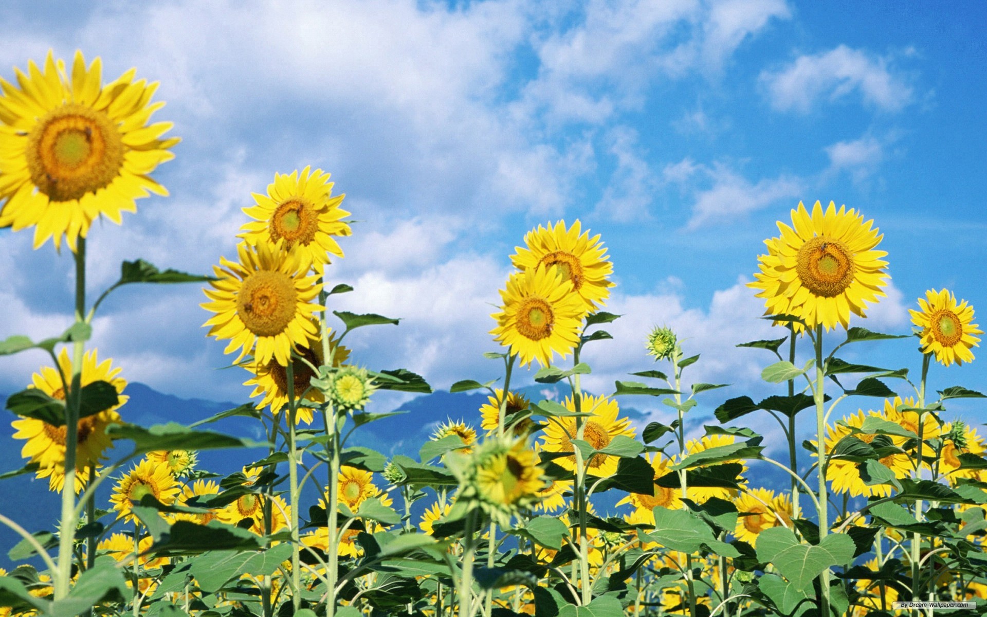 Sunflowers Garden Photo Picture Free Download For PC Desktop Wallsev