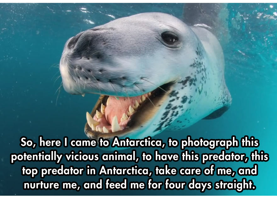 Photographer Versus Leopard Seal