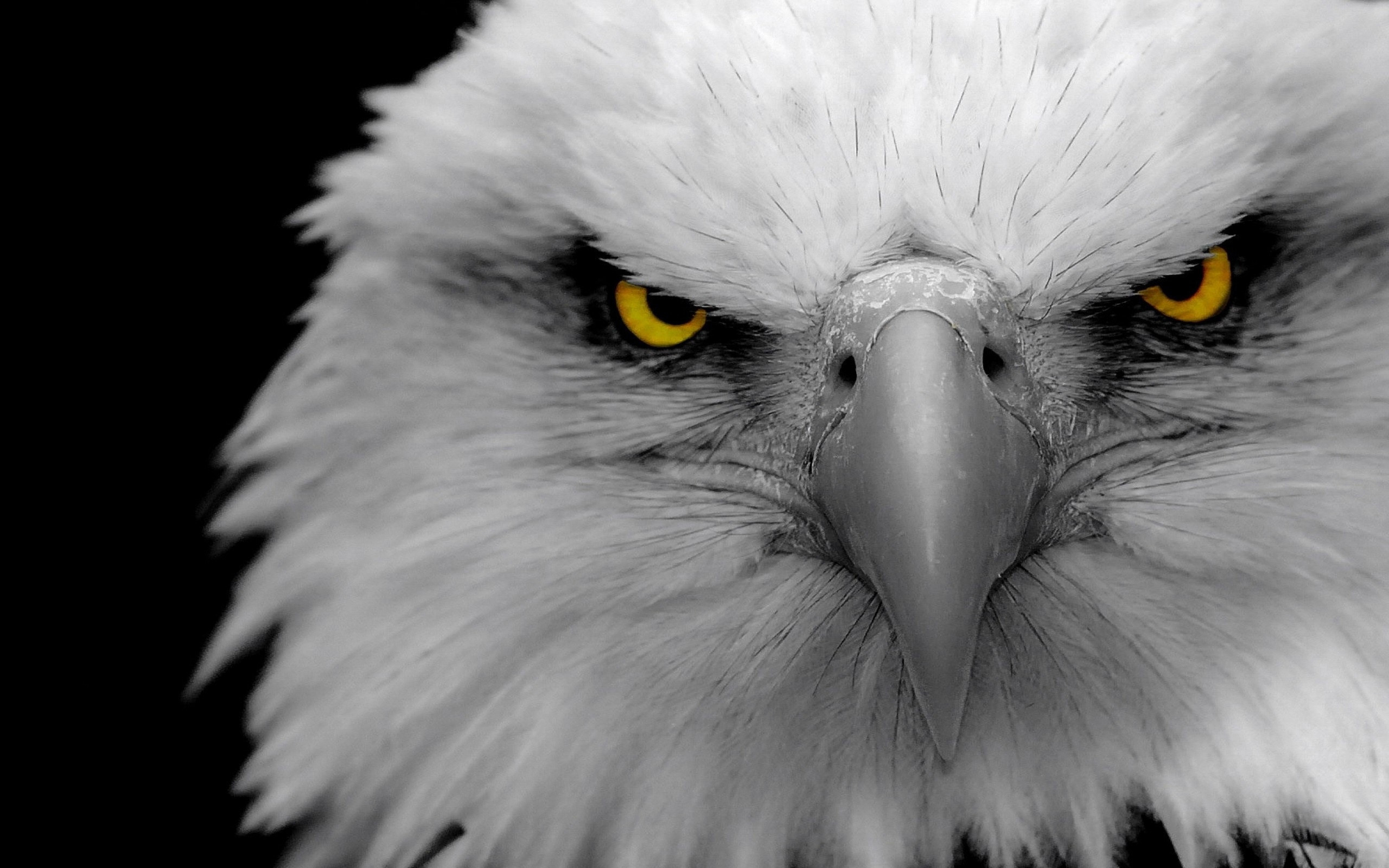 Angry Eagles Wallpapers HD / Desktop and Mobile Backgrounds
