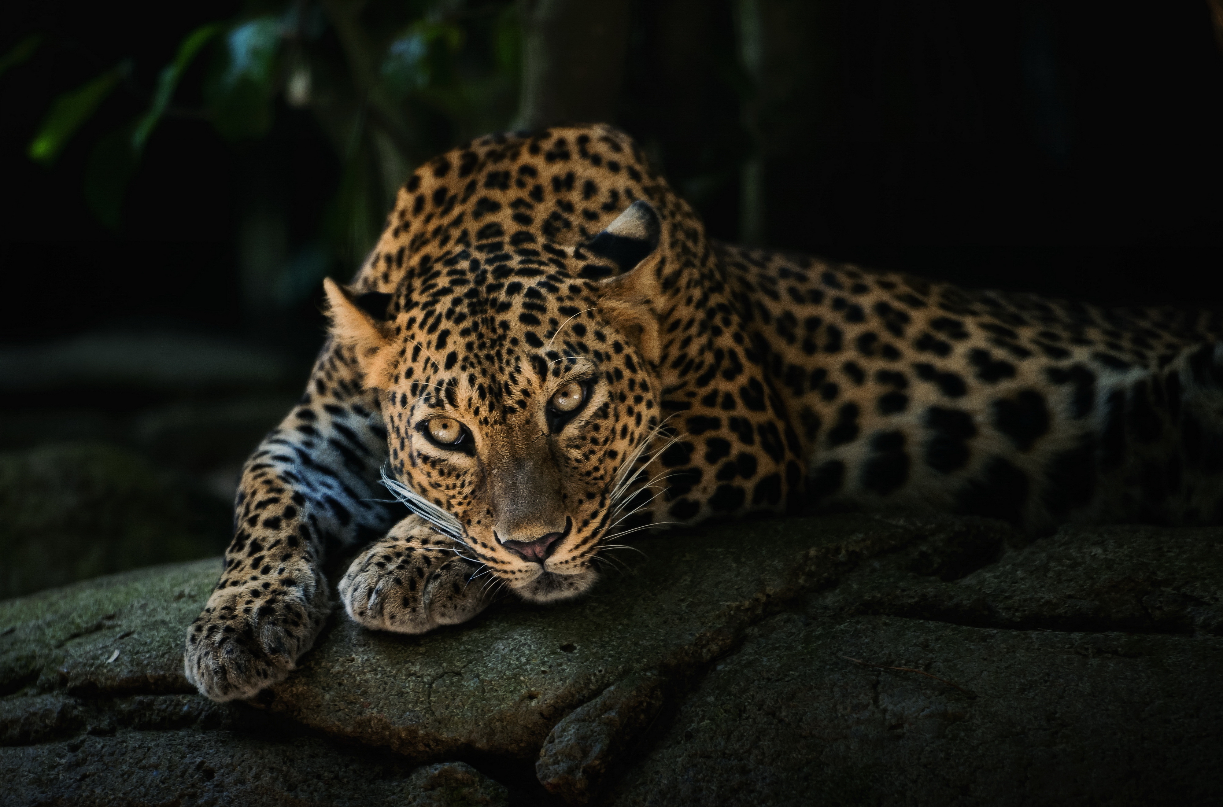 Leopard predator face Wallpapers HD / Desktop and Mobile
