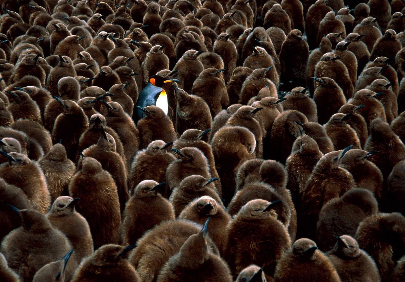 Be Different Wallpapers HD / Desktop and Mobile Backgrounds