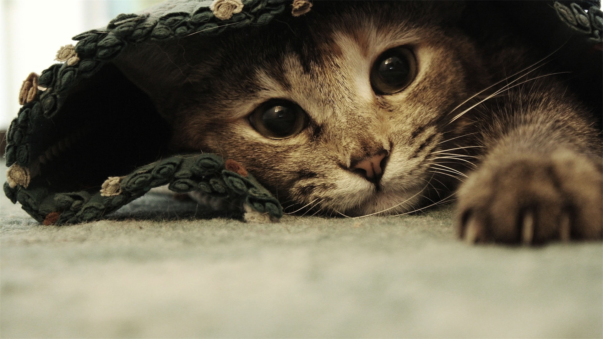 Cute Cat Hiding Wallpapers HD / Desktop and Mobile Backgrounds
