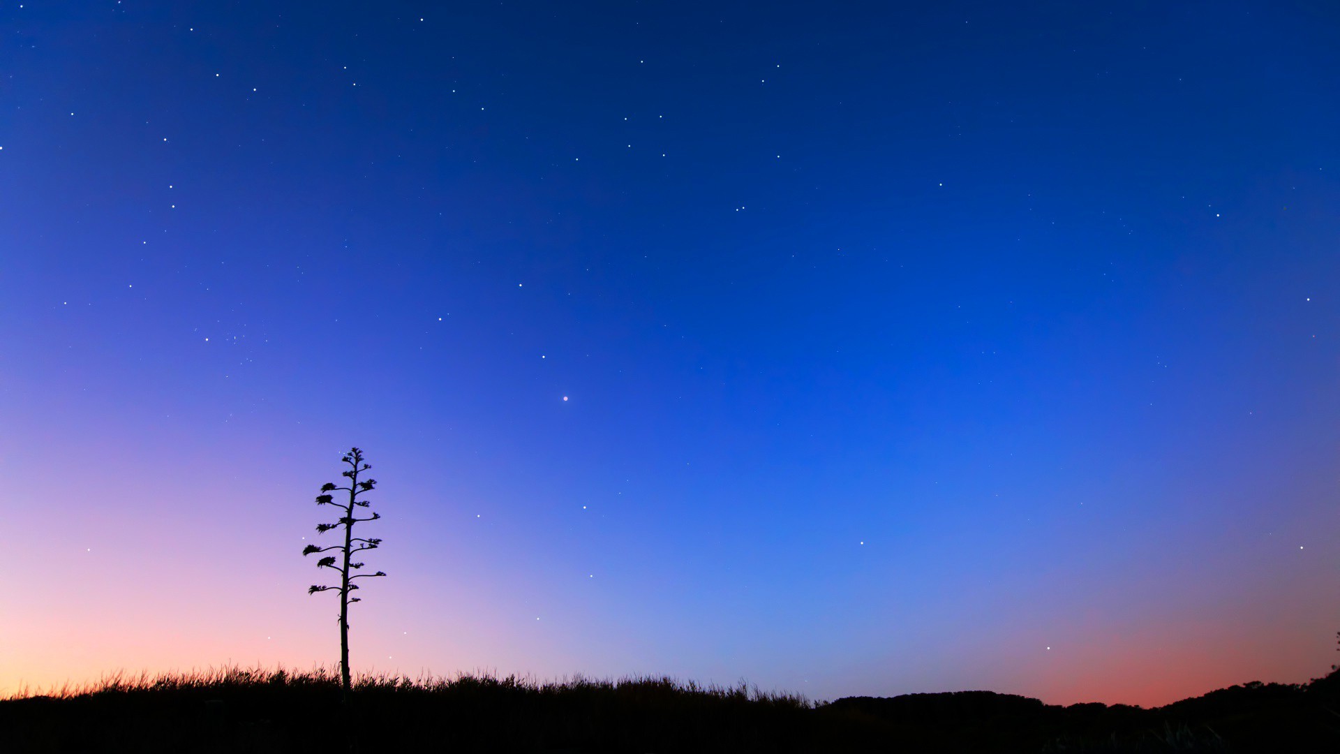 landscape, Trees, Silhouette Wallpapers HD / Desktop and