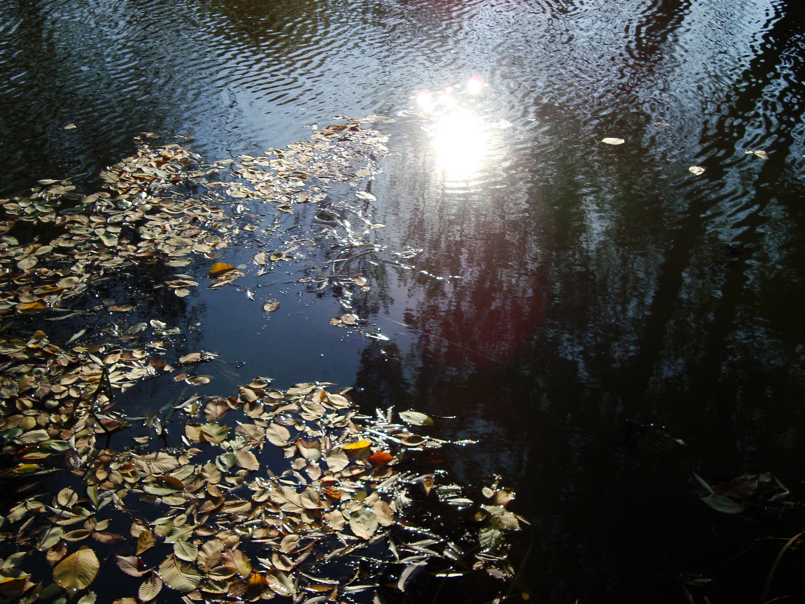 pond Wallpapers HD / Desktop and Mobile Backgrounds
